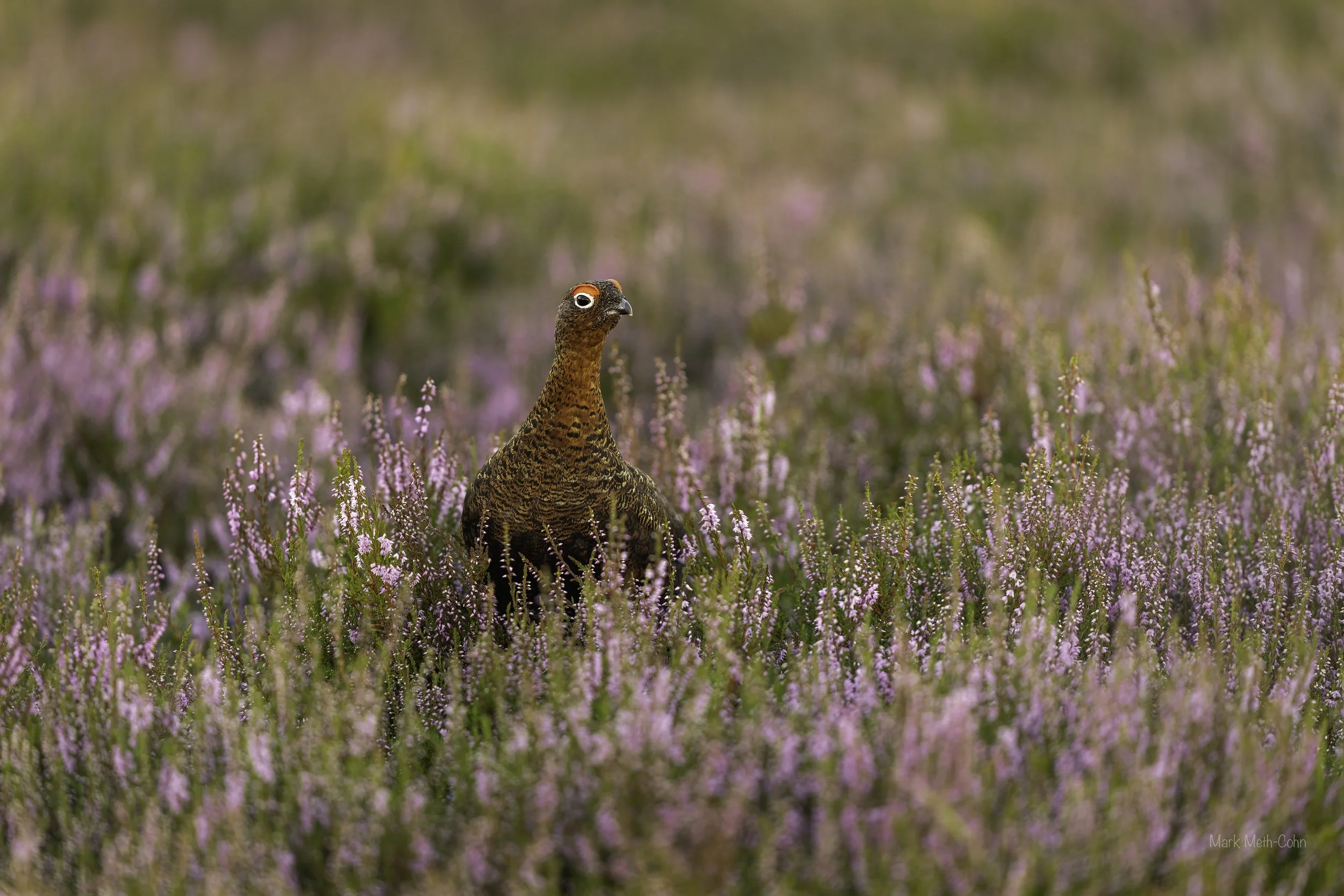 Out on the moors (3 of 4).jpg
