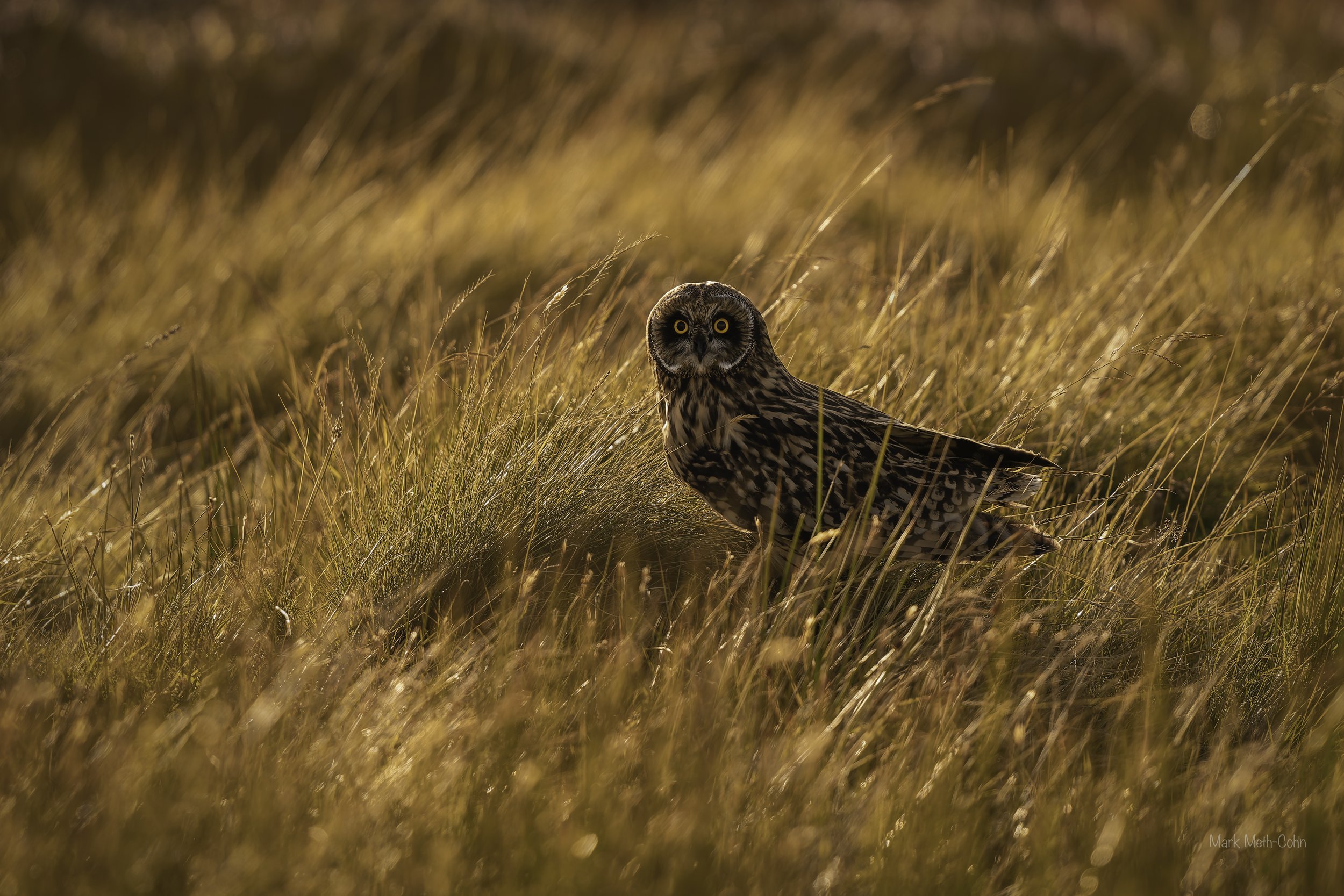 Out on the moors (4 of 4).jpg