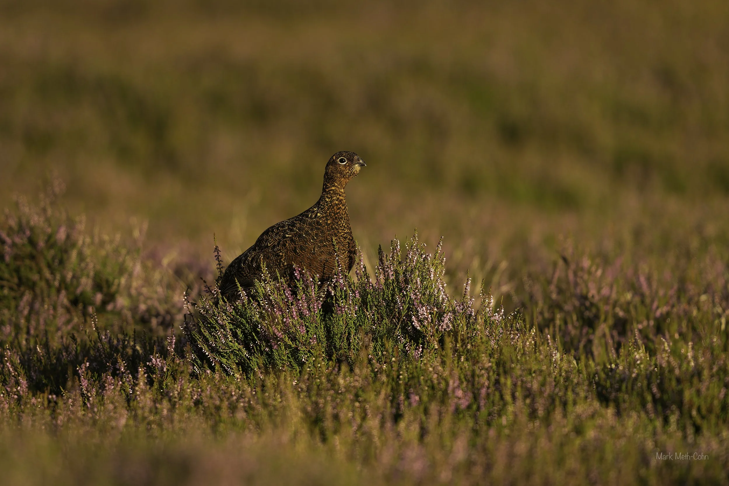 Out on the moors (2 of 4).jpg