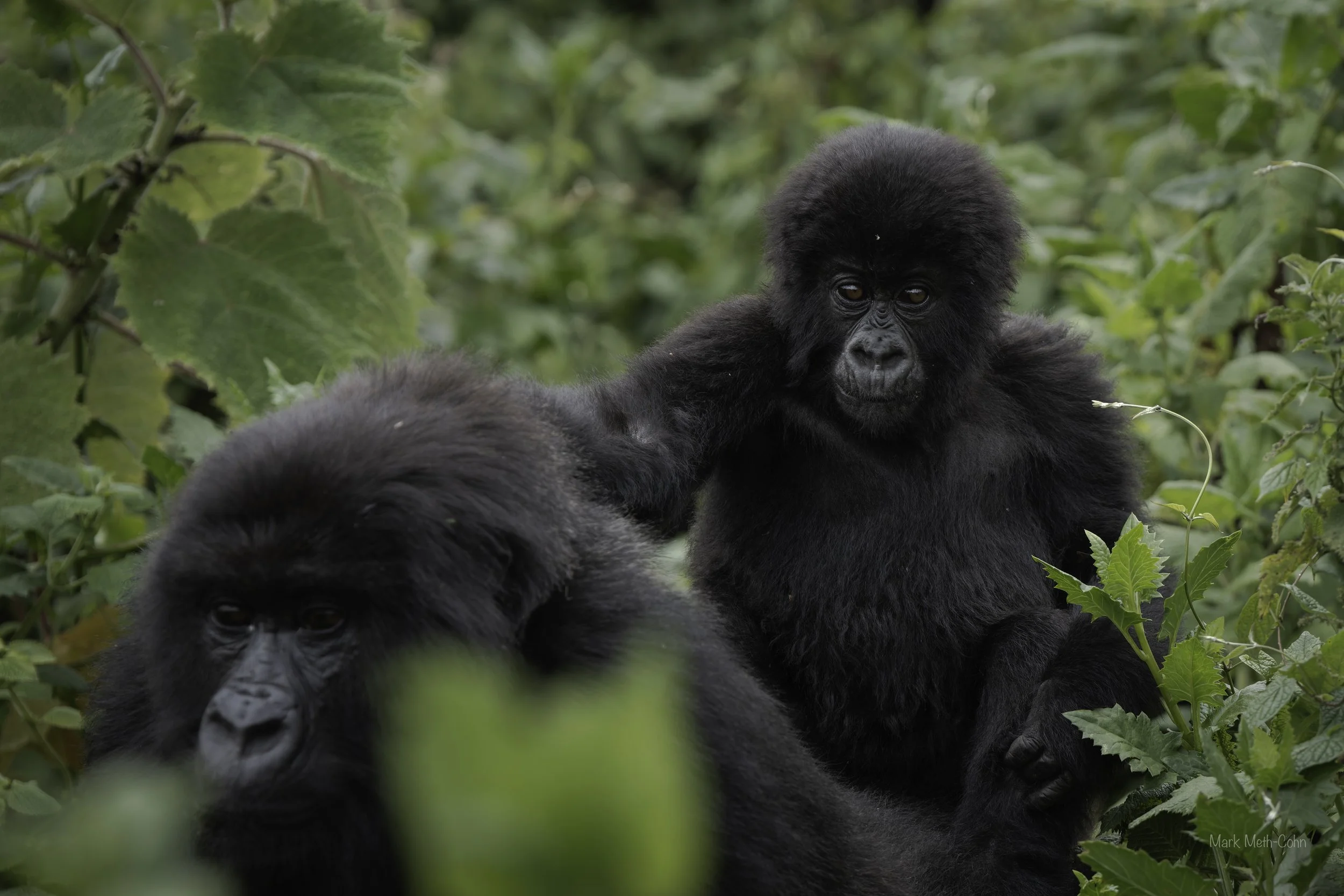 Rwanda (6 of 29).jpg