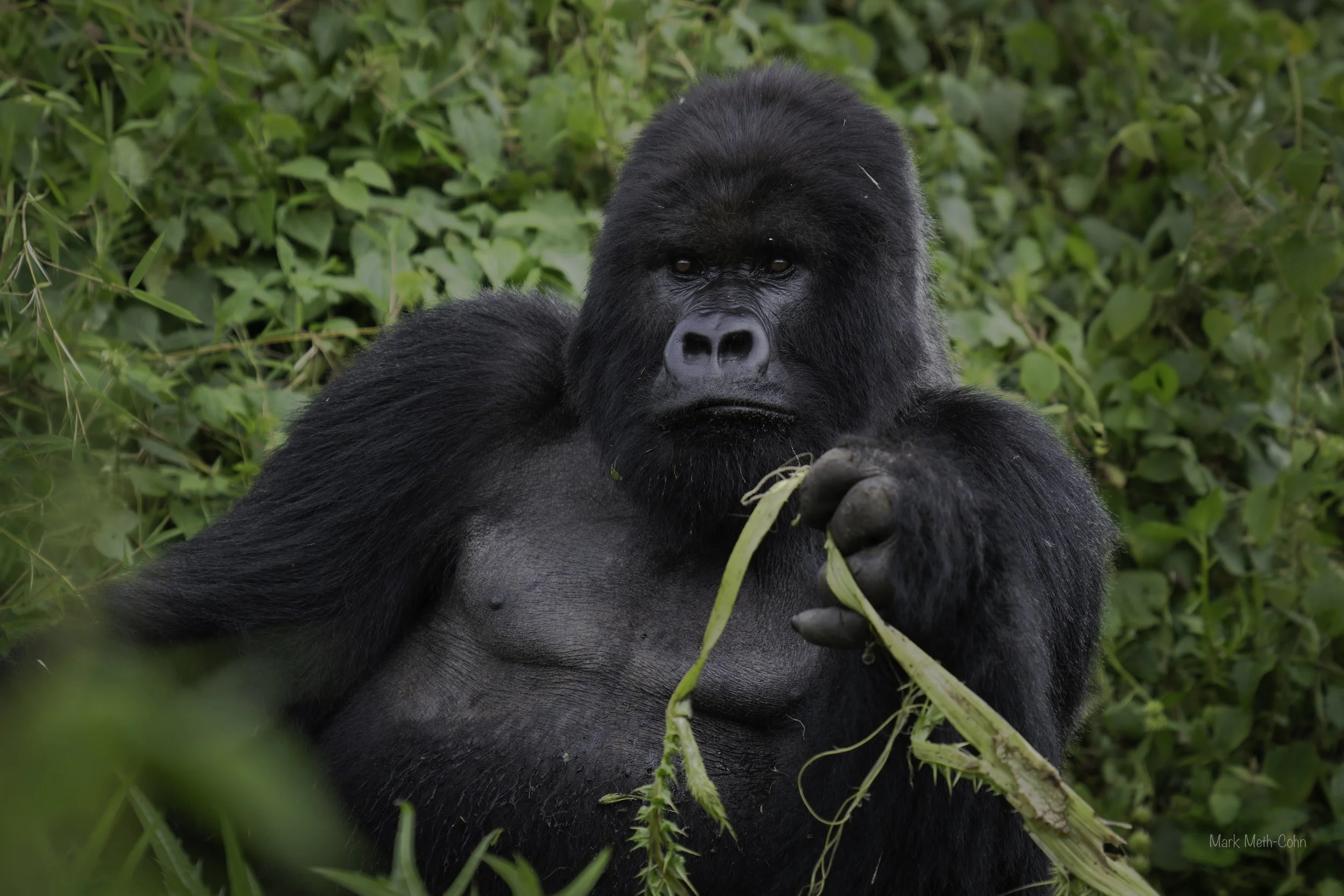 Rwanda (7 of 29).jpg