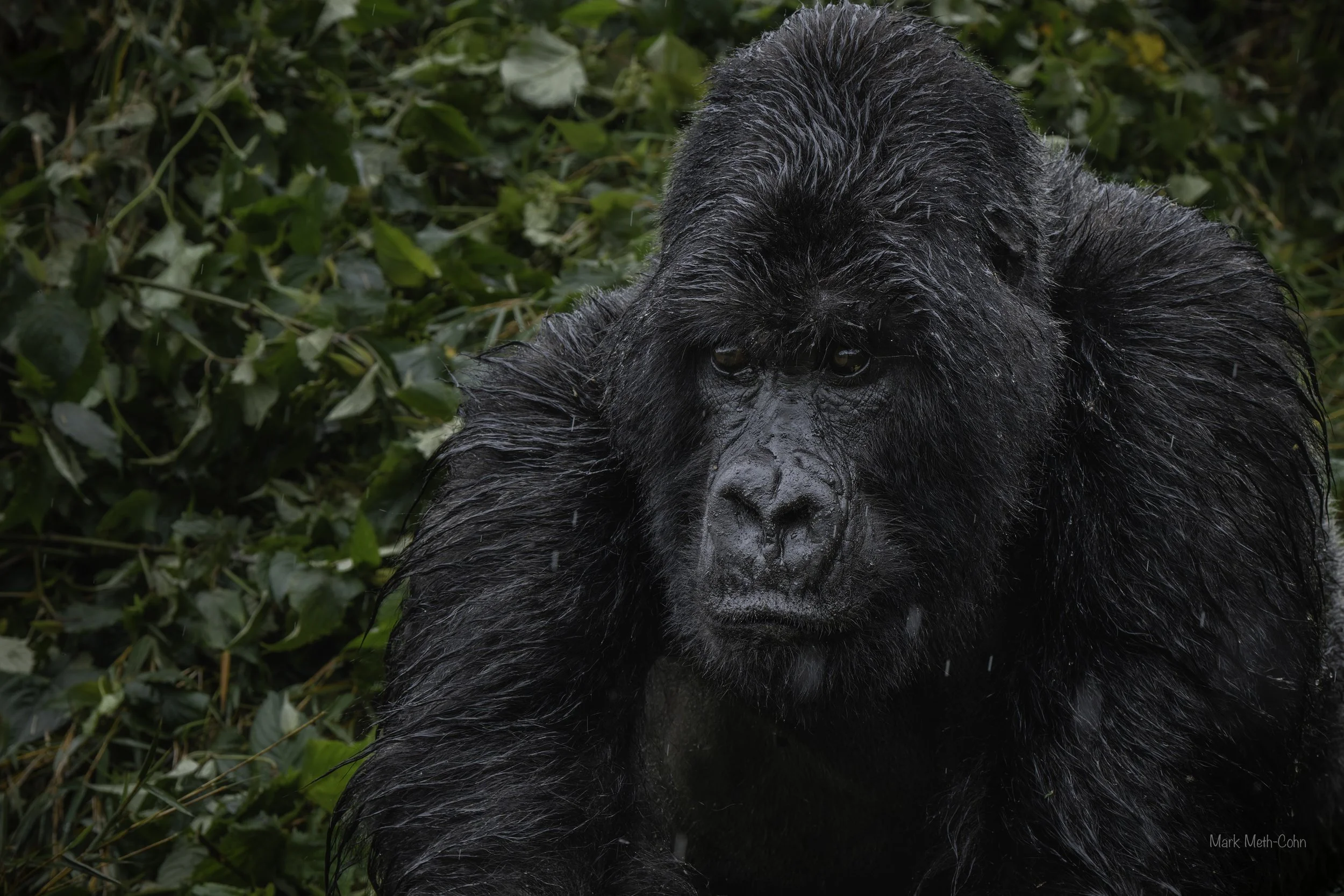 Rwanda (18 of 29).jpg