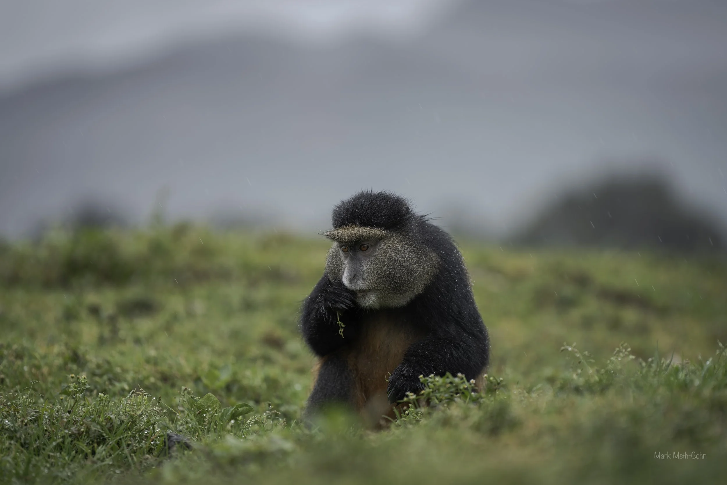 Rwanda (21 of 29).jpg