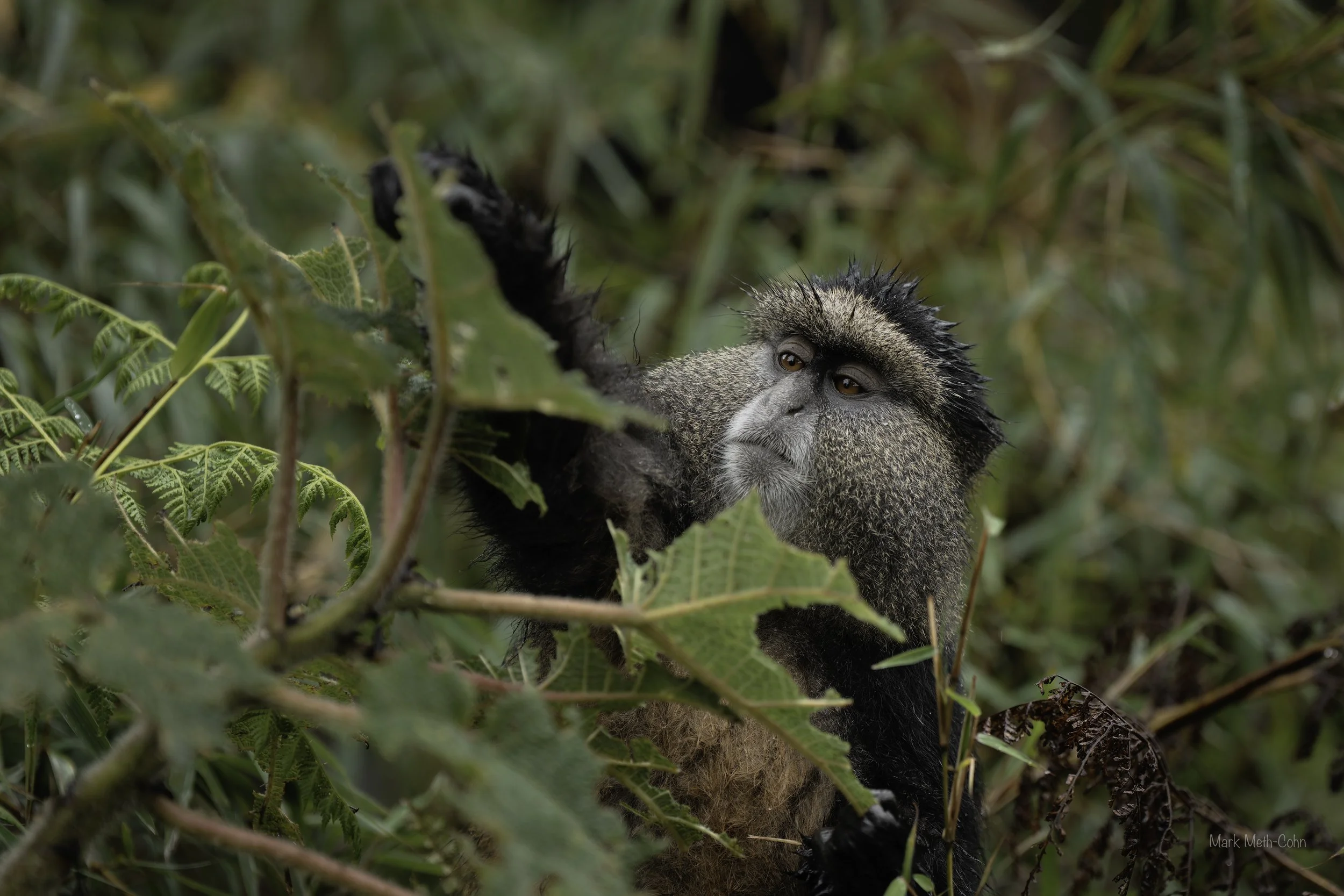 Rwanda (22 of 29).jpg