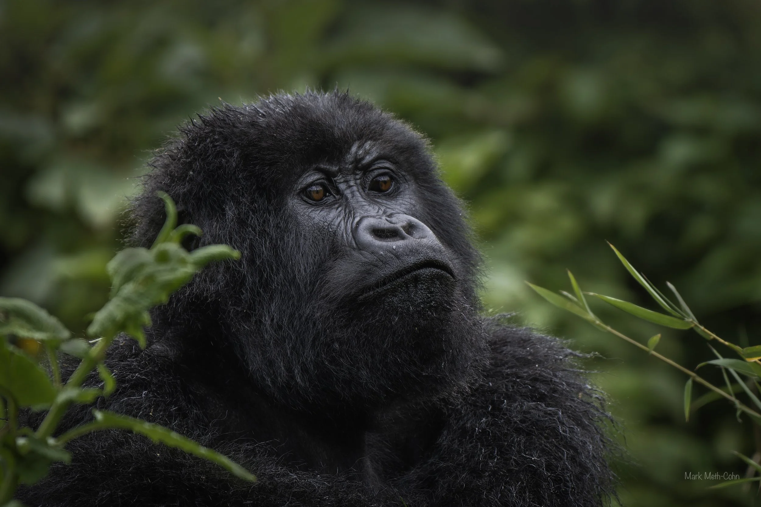 Rwanda (27 of 29).jpg