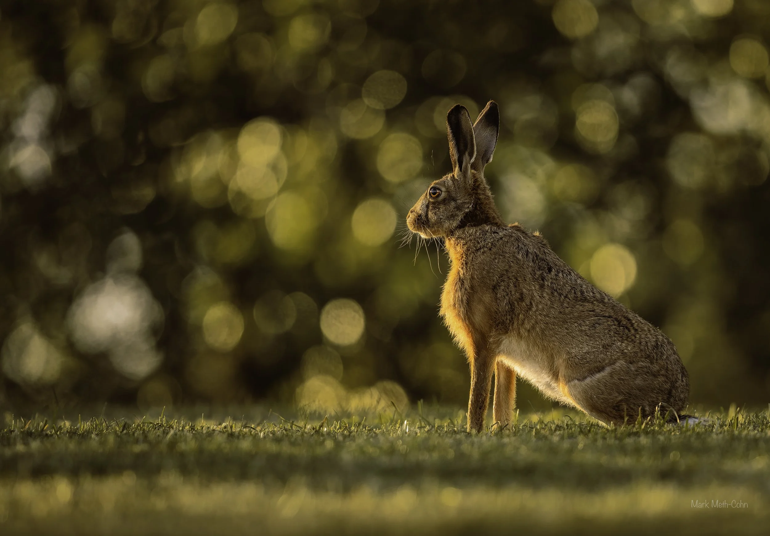 Hare (1 of 1).jpg