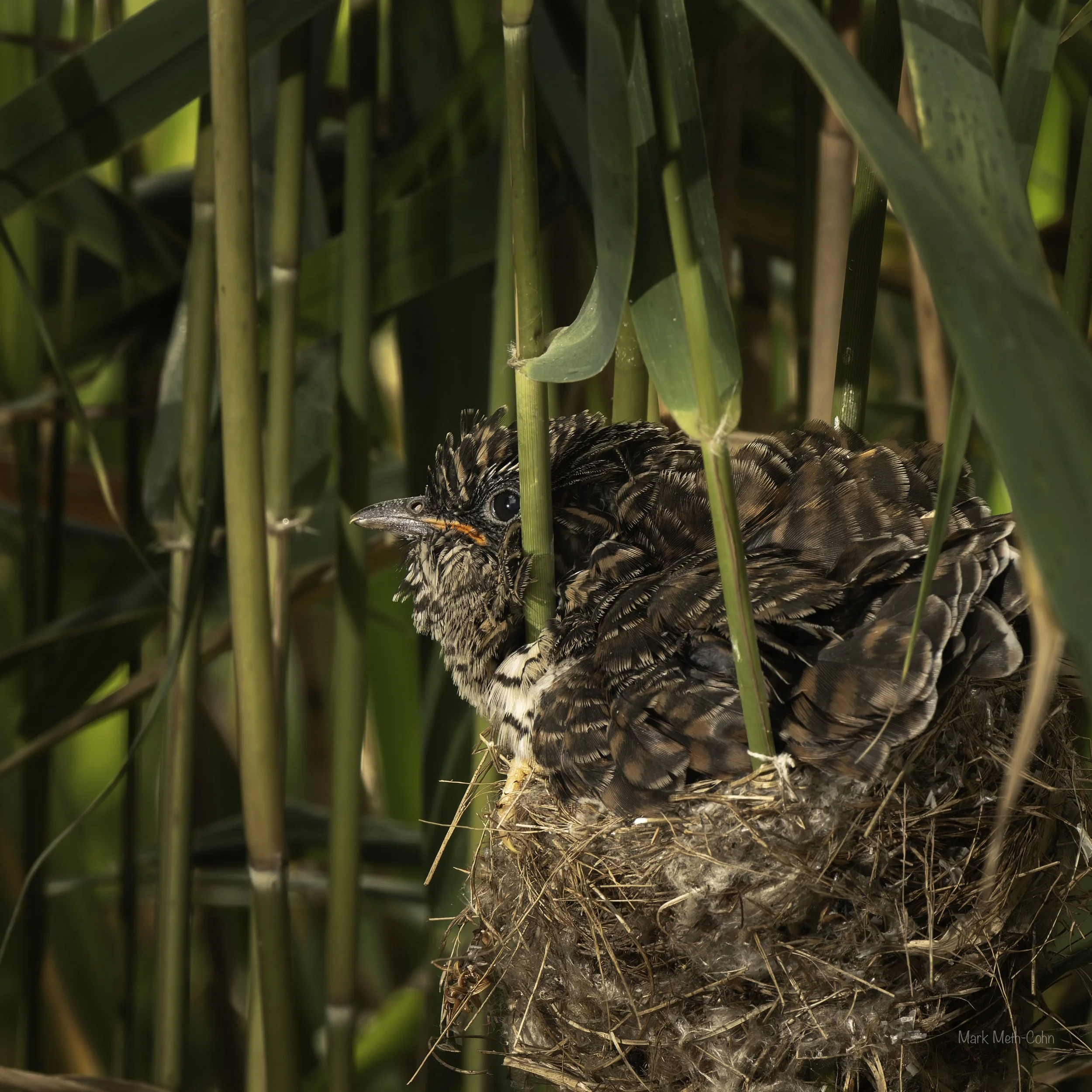 Cuckoo Chick (5 of 5).jpg
