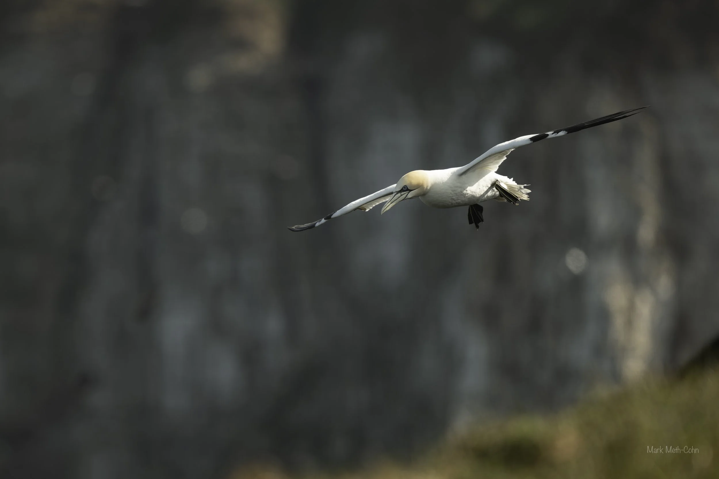 Bempton (5 of 7).jpg