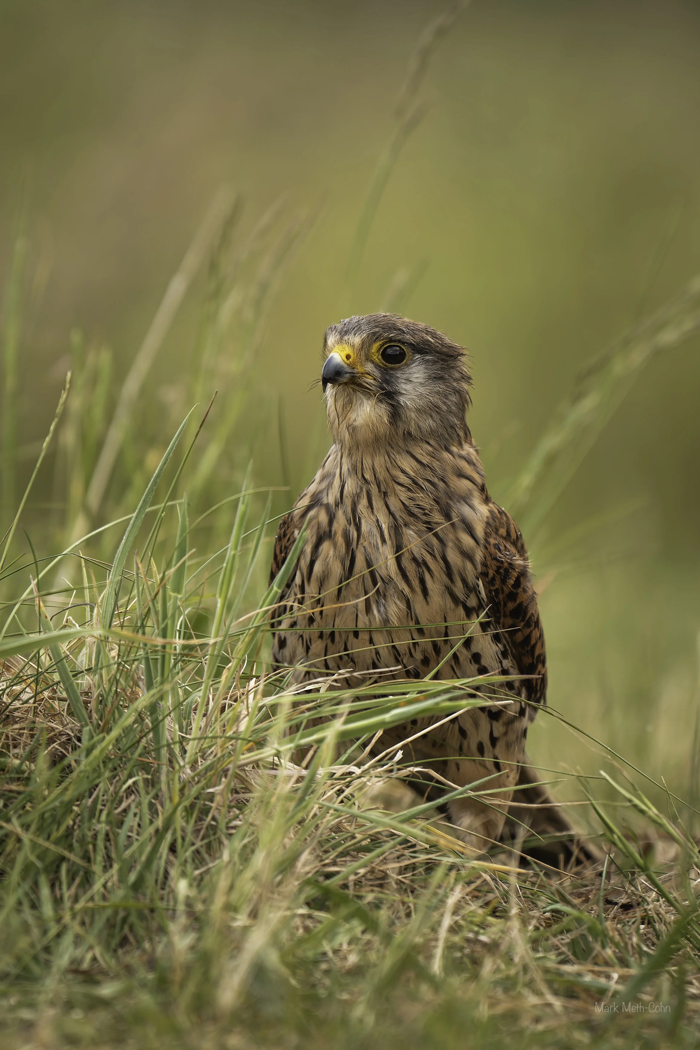 Kestrels (4 of 13).jpg