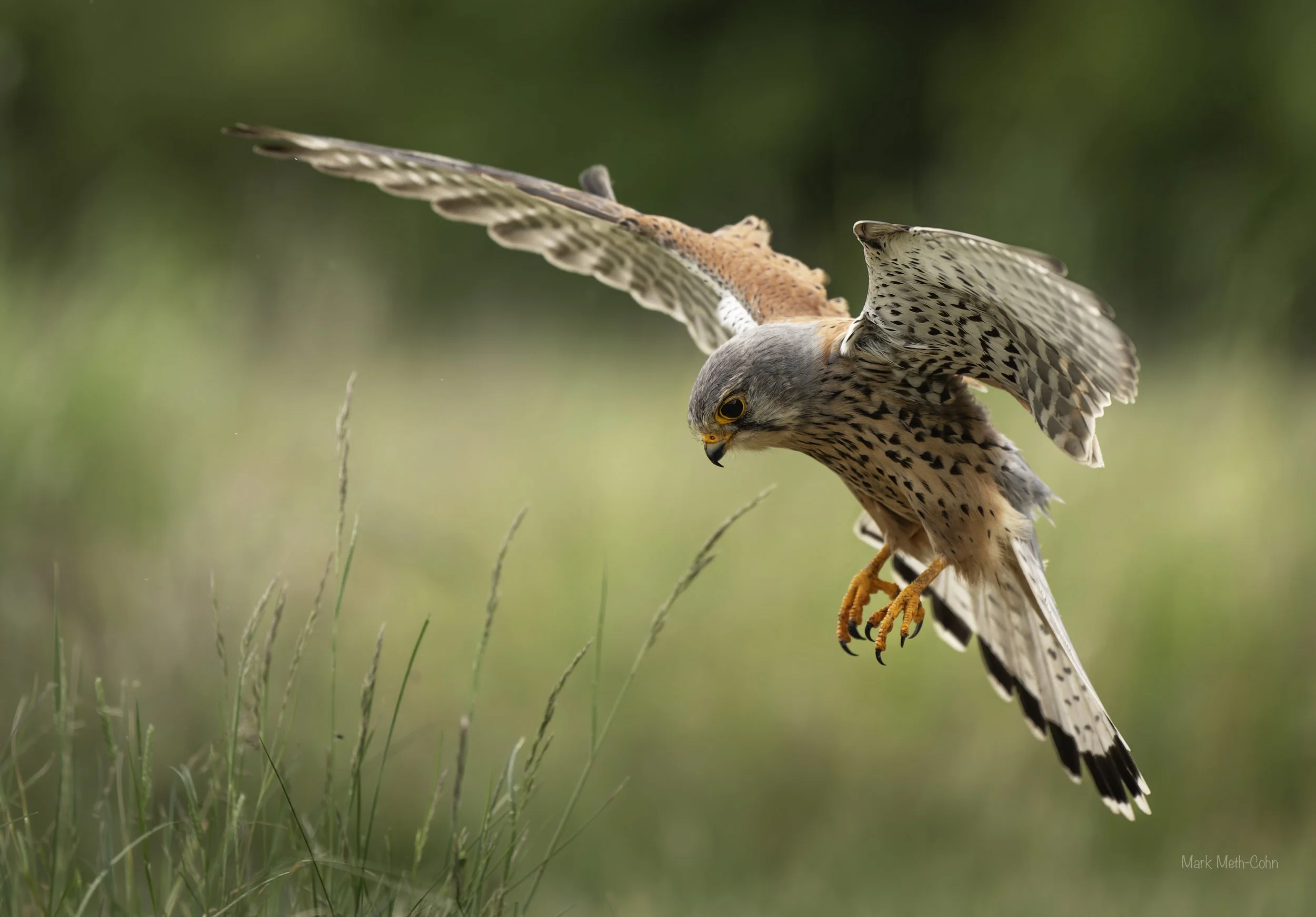 Kestrels (5 of 13).jpg
