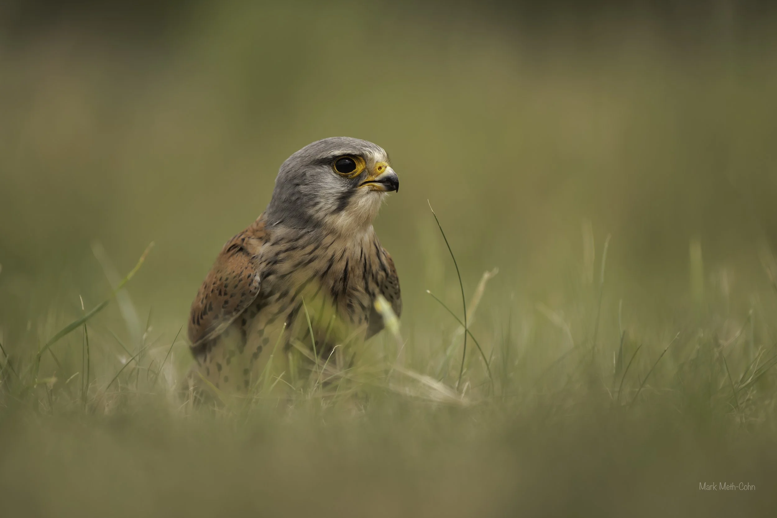Kestrels (9 of 13).jpg