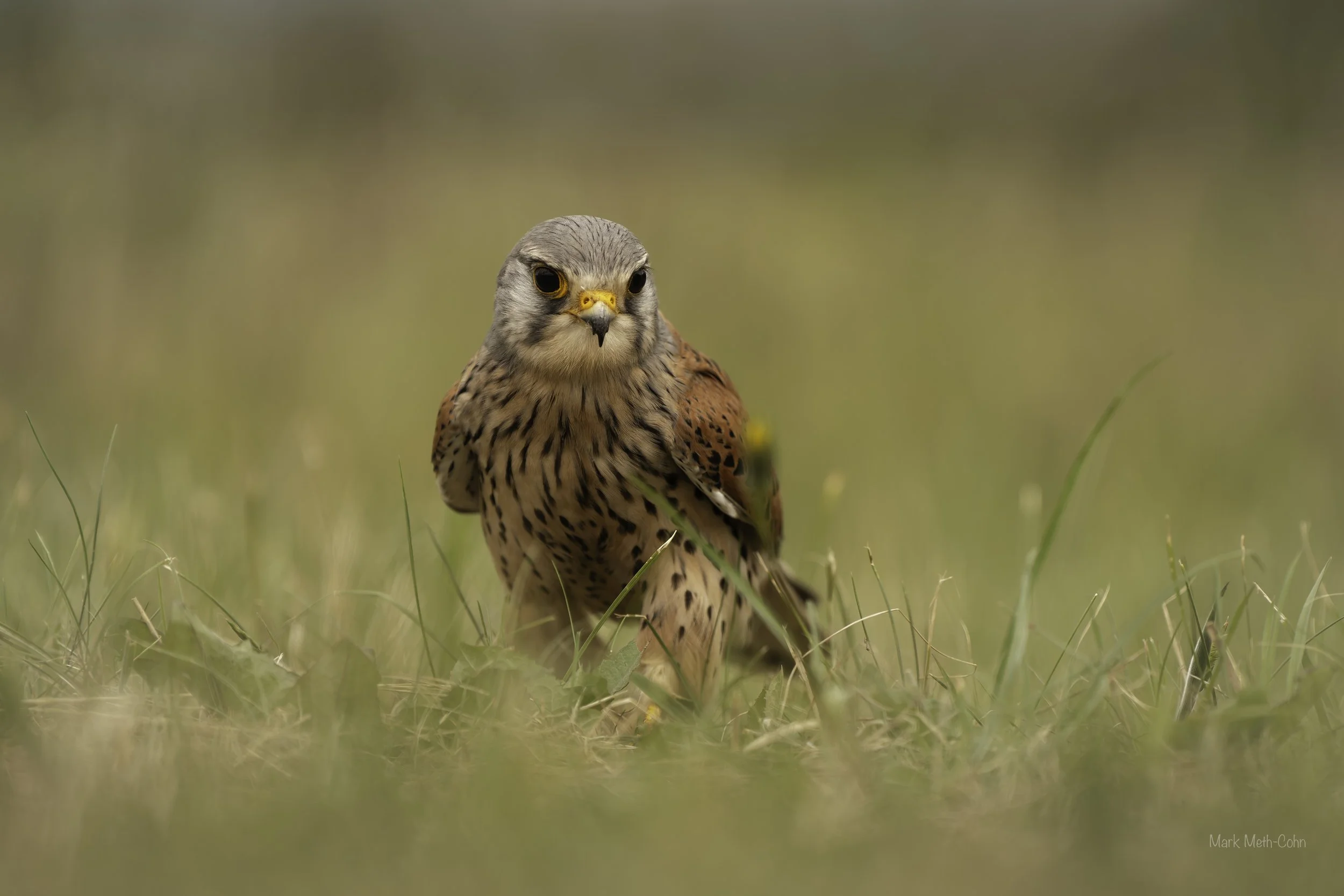 Kestrels (10 of 13).jpg