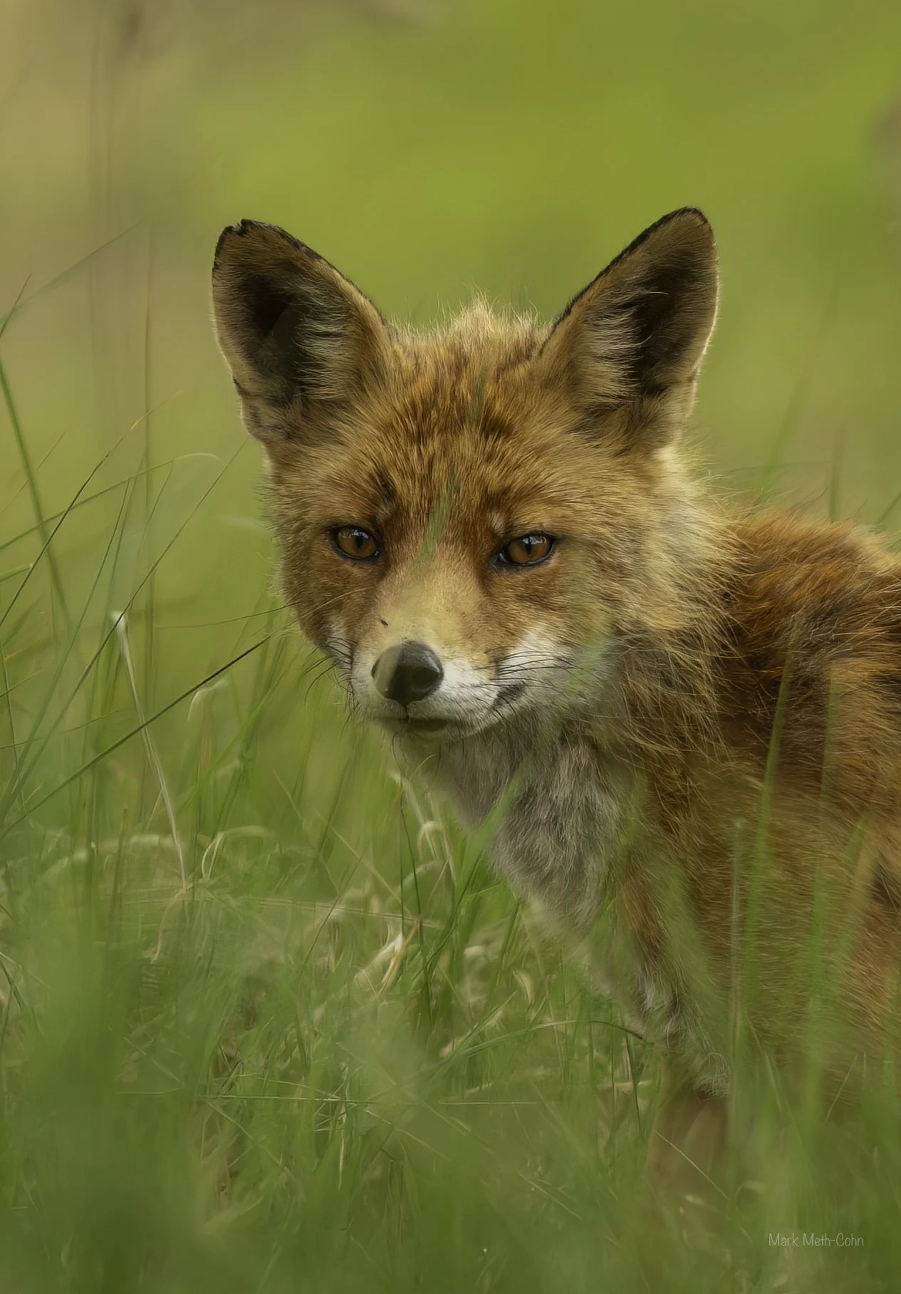 Foxes (6 of 12).jpg