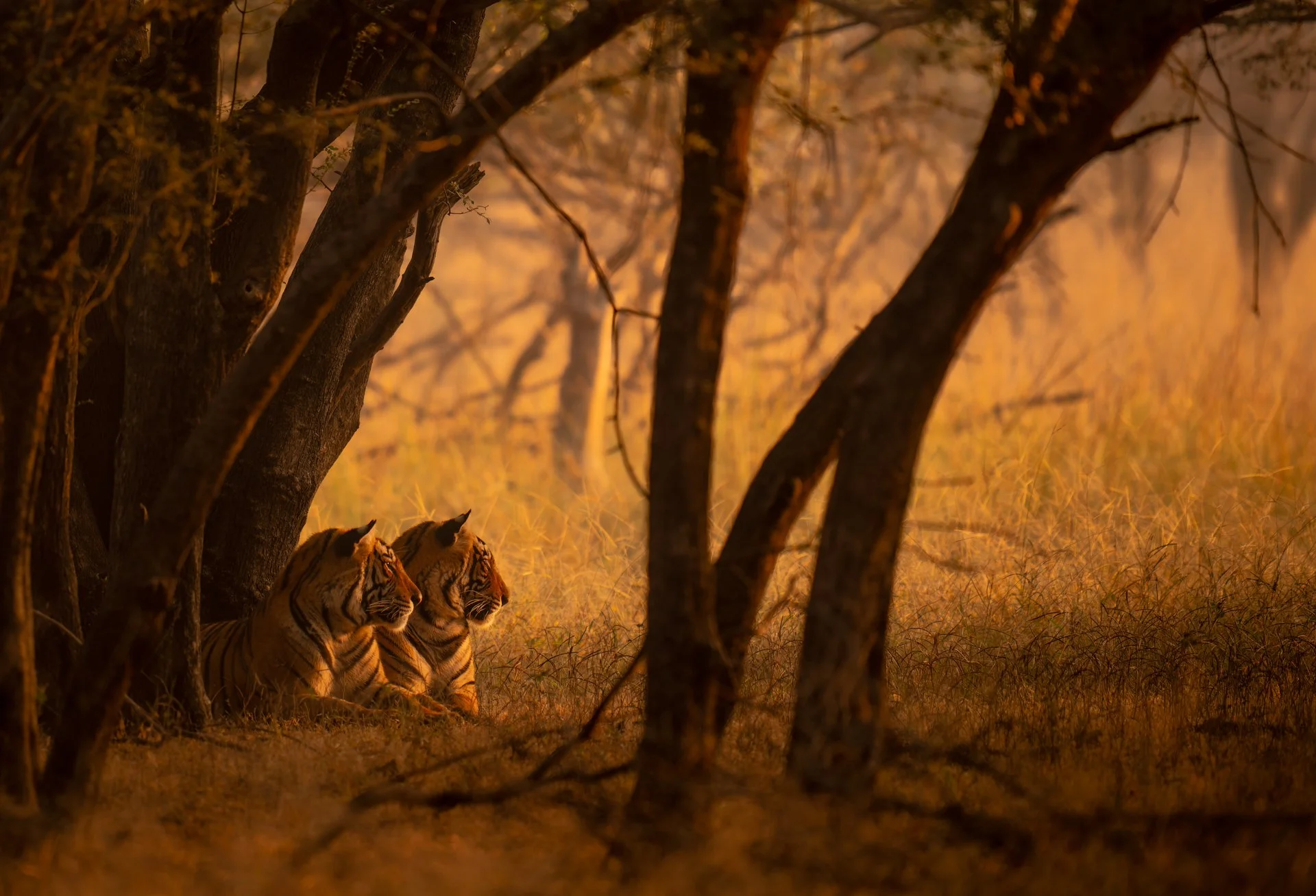 untitled (40 of 53).jpeg