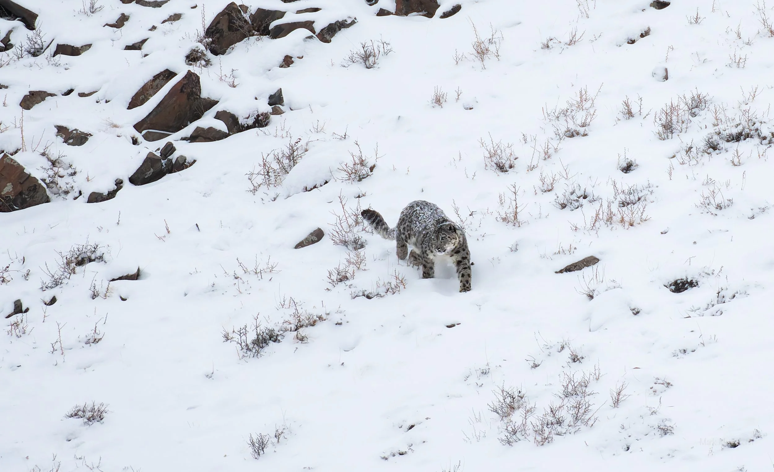 Mongolia (6 of 32).jpg