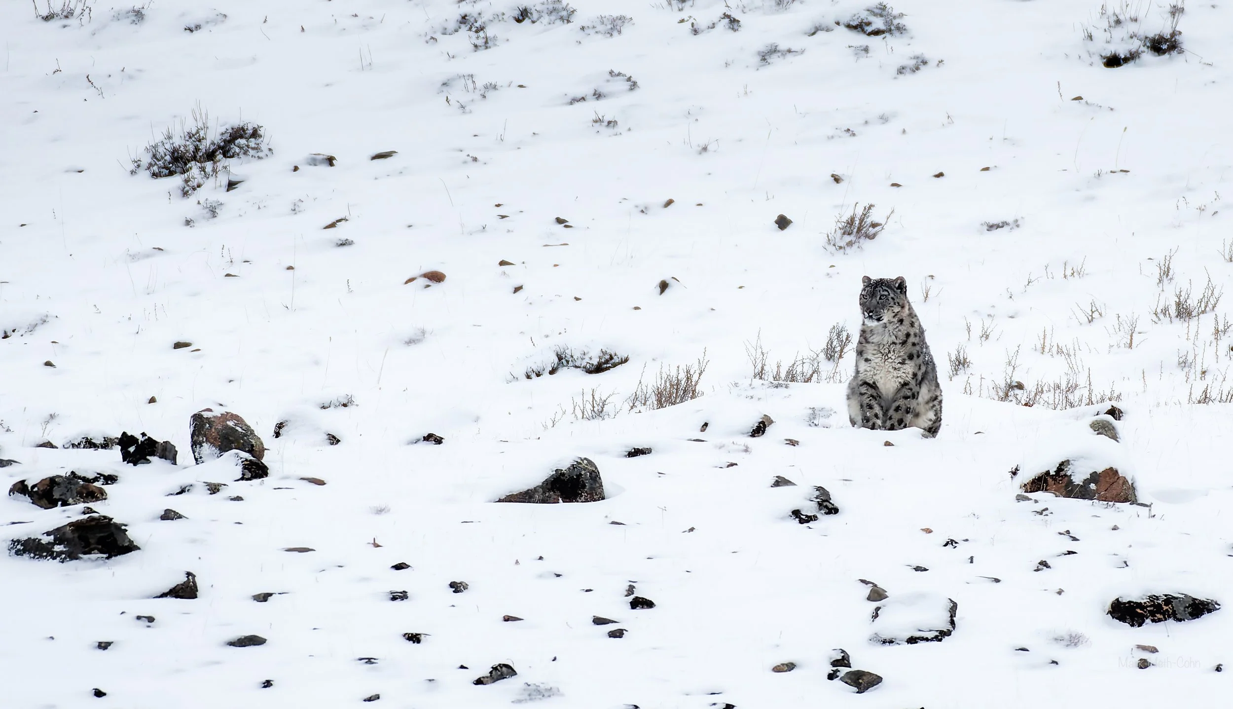 Mongolia (7 of 32).jpg