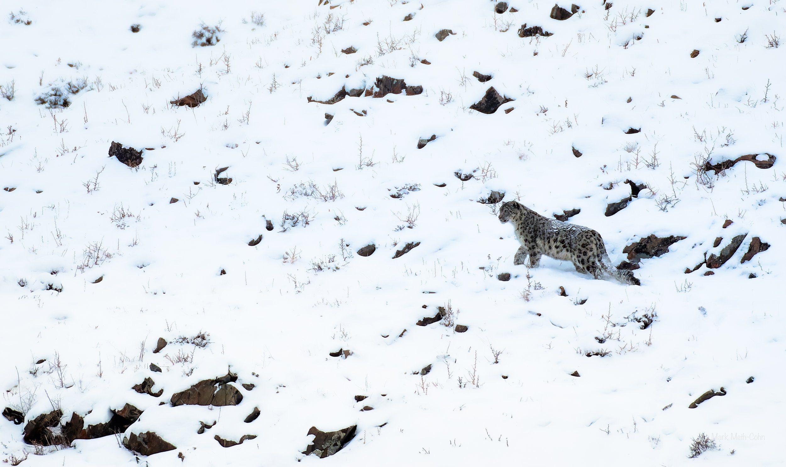 Mongolia (8 of 32).jpg