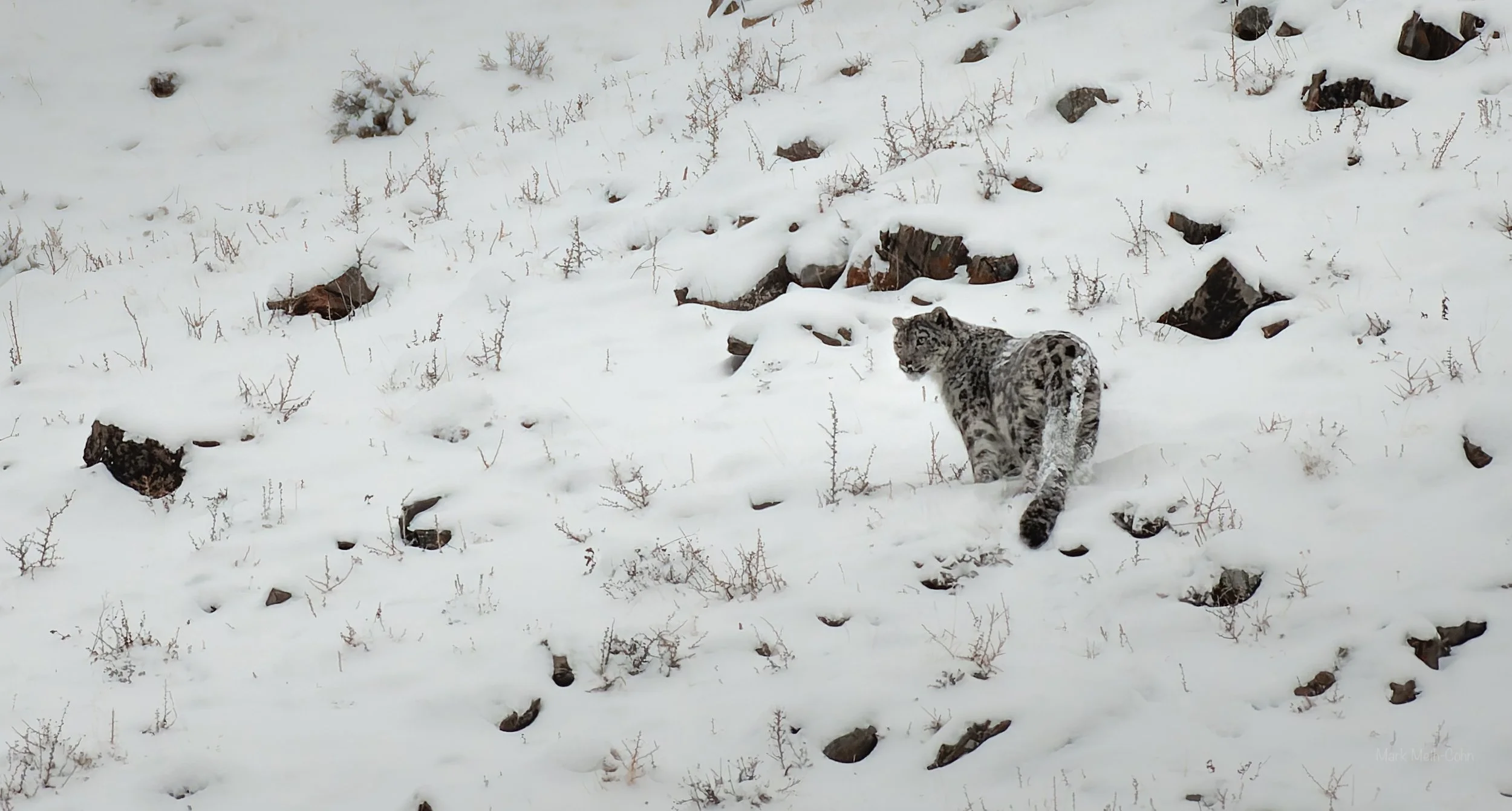 Mongolia (9 of 32).jpg