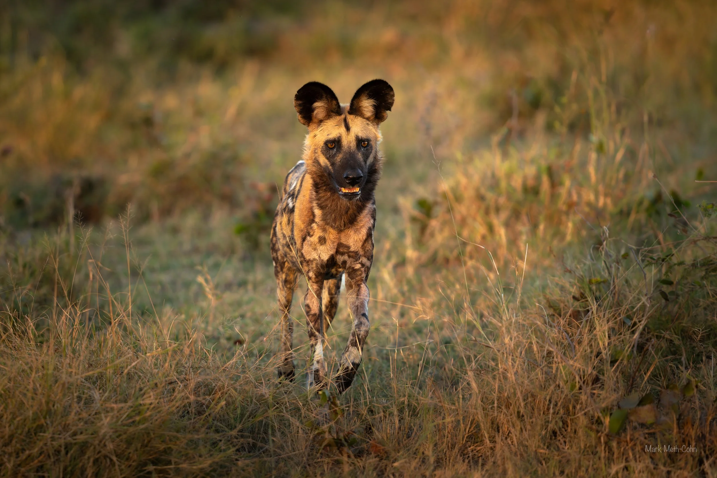 Botswana (1 of 26).jpg
