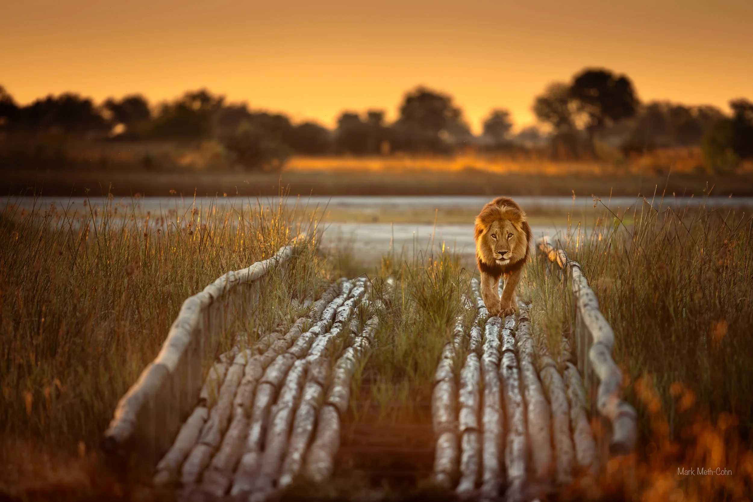 Botswana (4 of 26).jpg