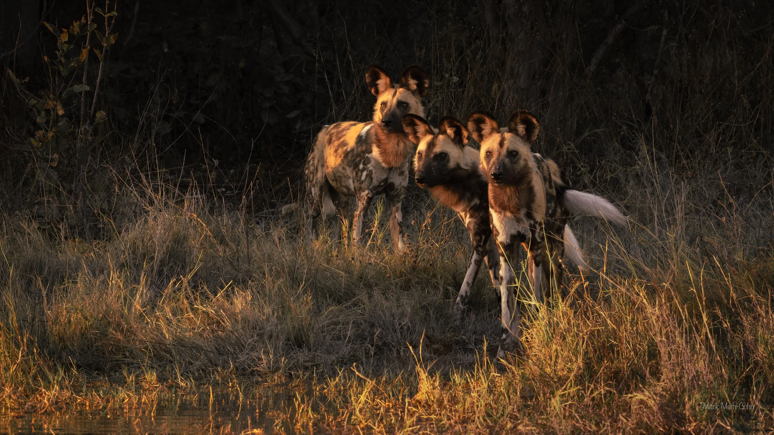 Botswana (7 of 26).jpg