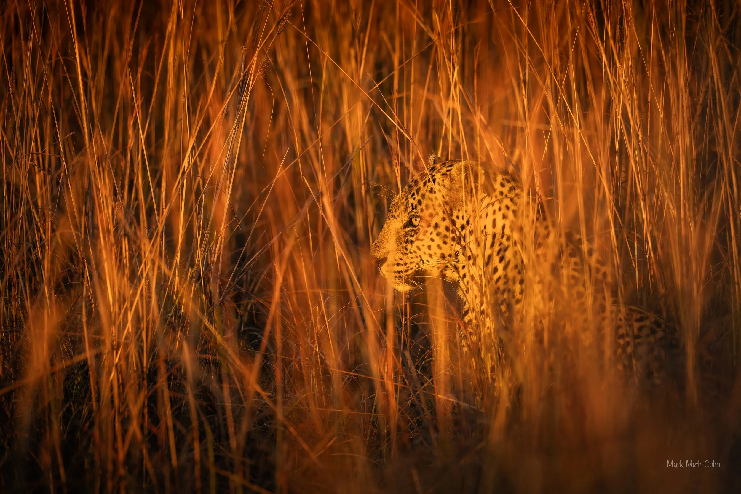 Botswana (6 of 26).jpg