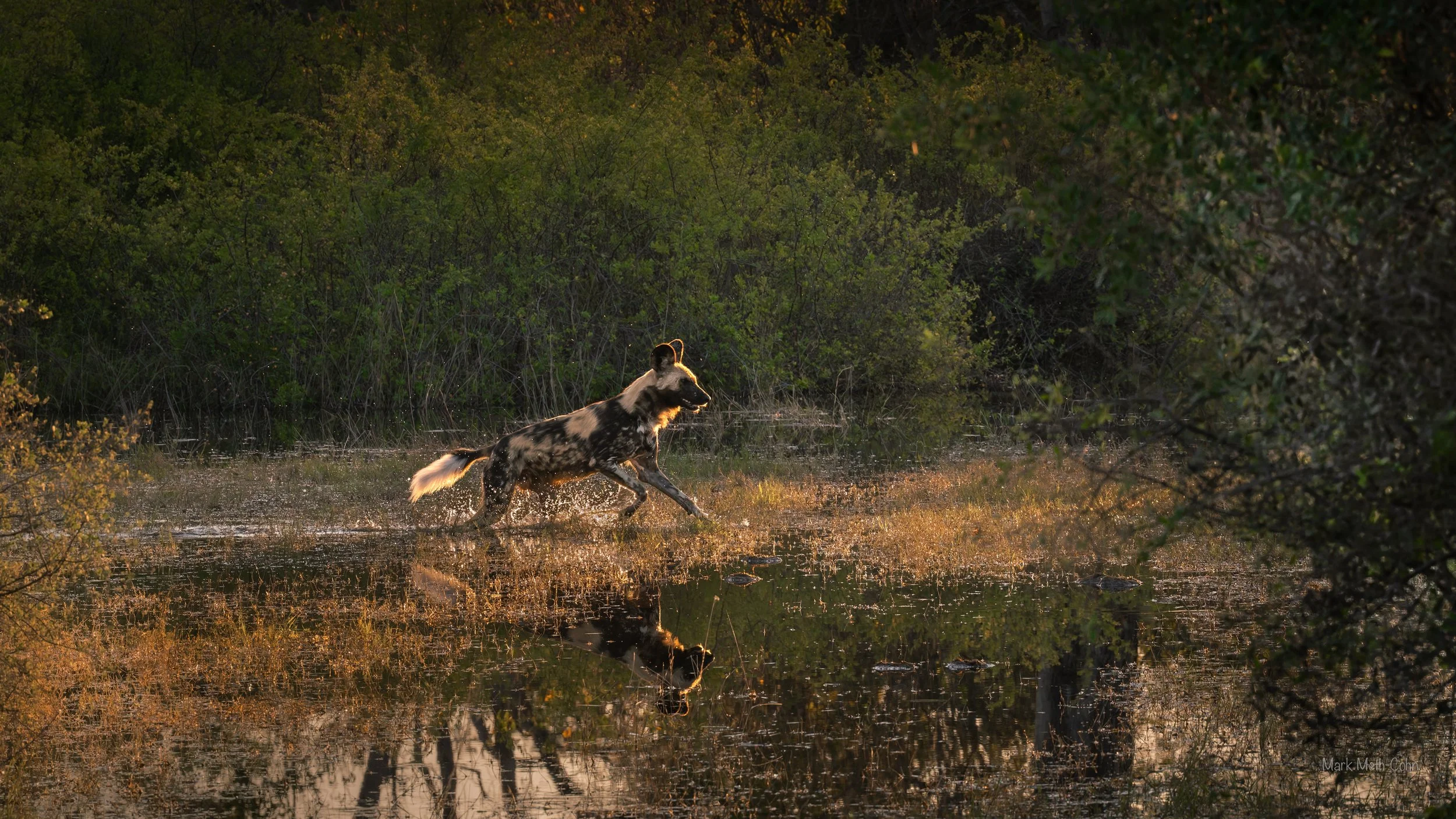 Botswana (9 of 26).jpg