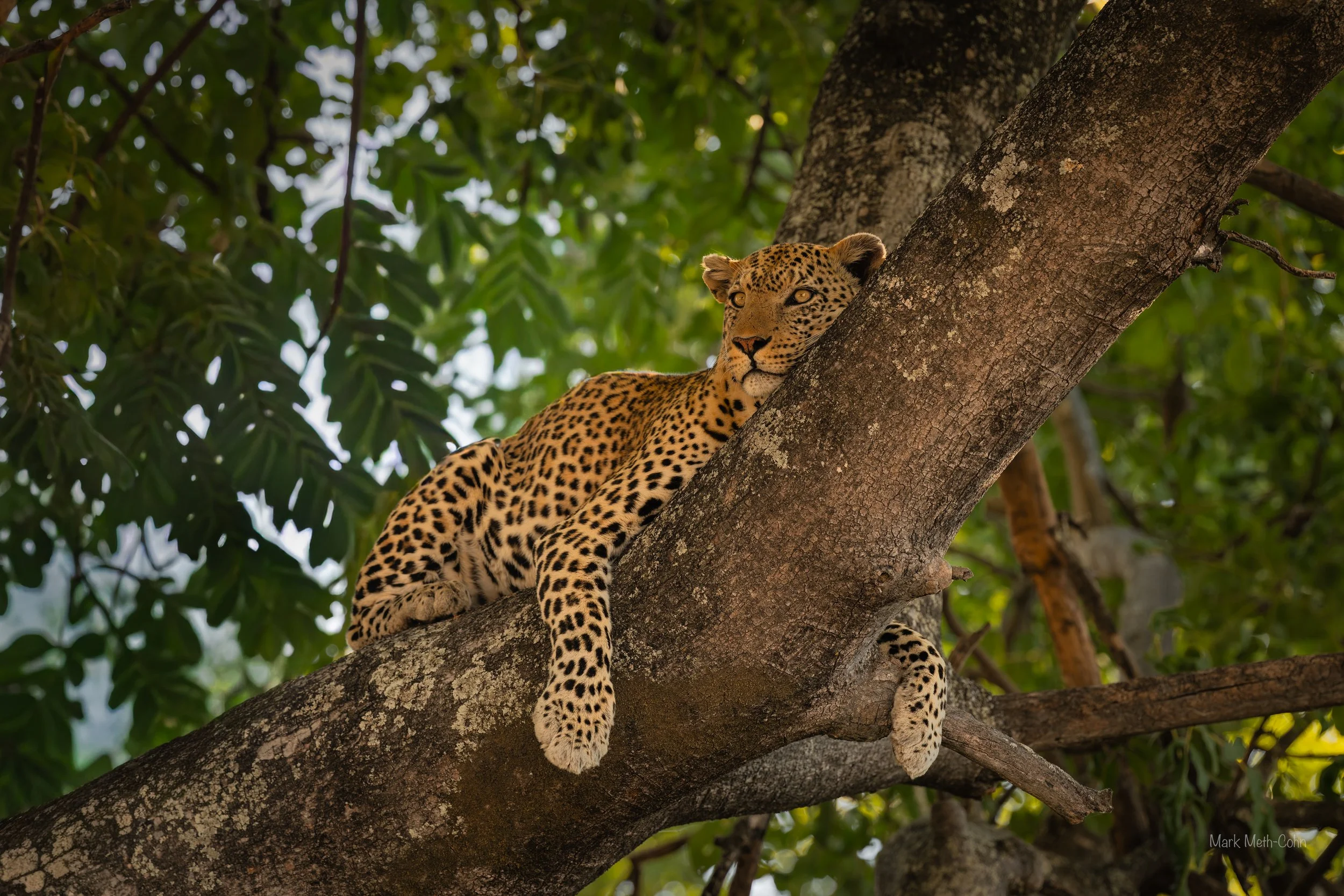 Botswana (8 of 26).jpg
