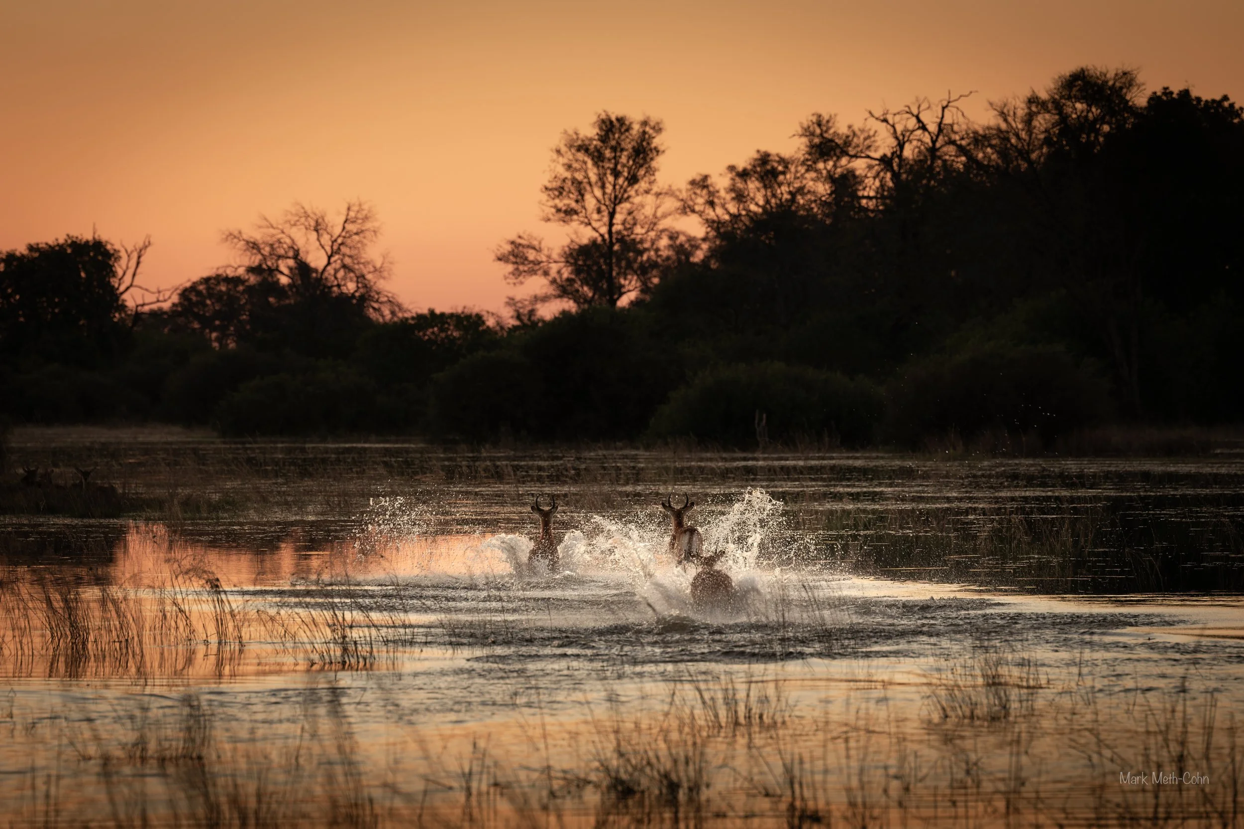Botswana (10 of 26).jpg