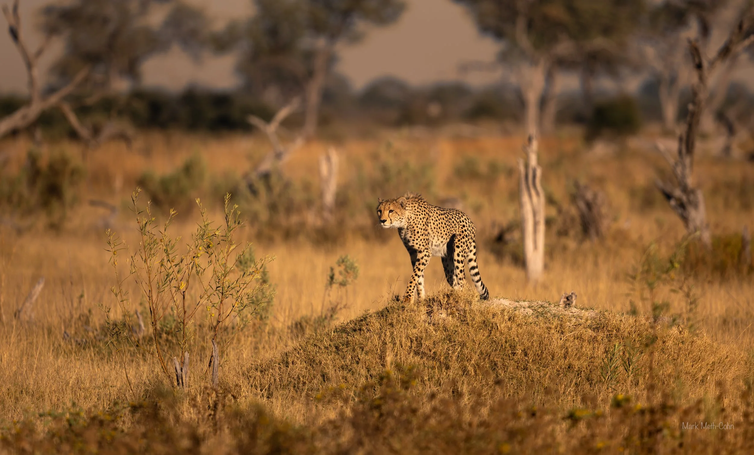 Botswana (13 of 26).jpg