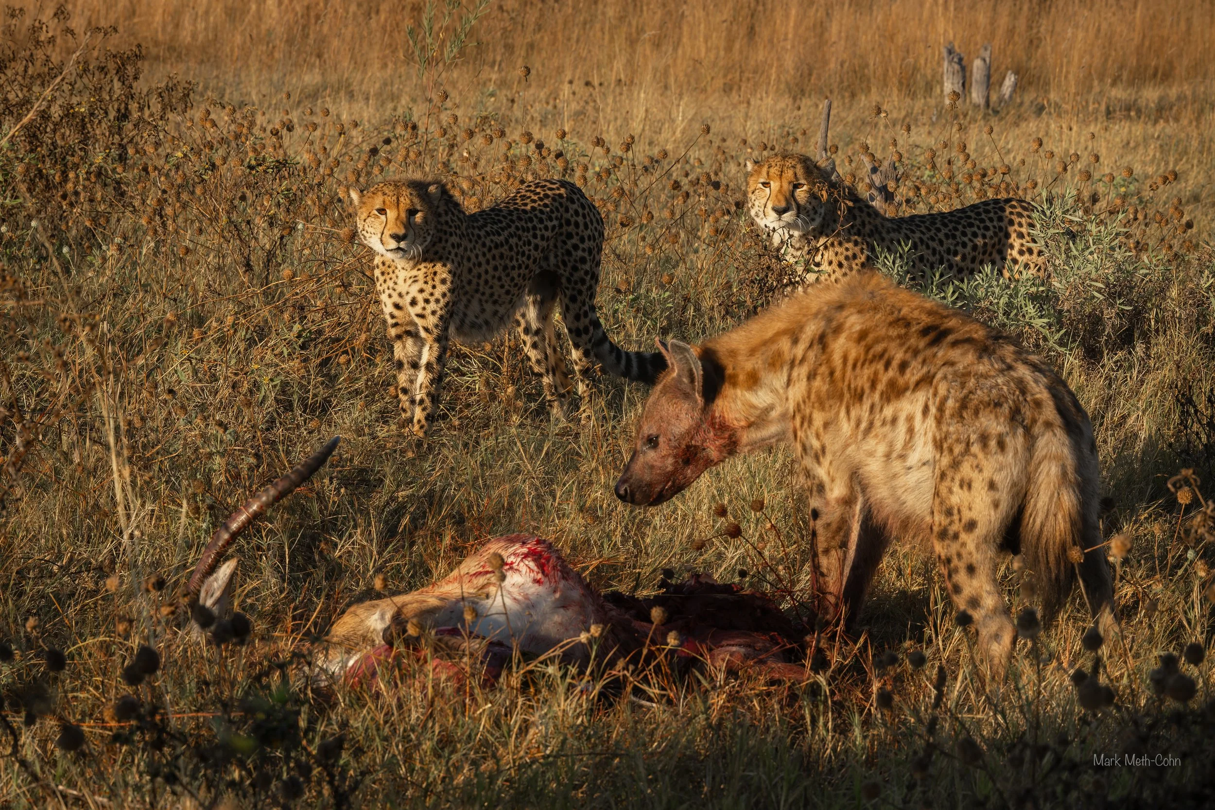 Botswana (14 of 26).jpg