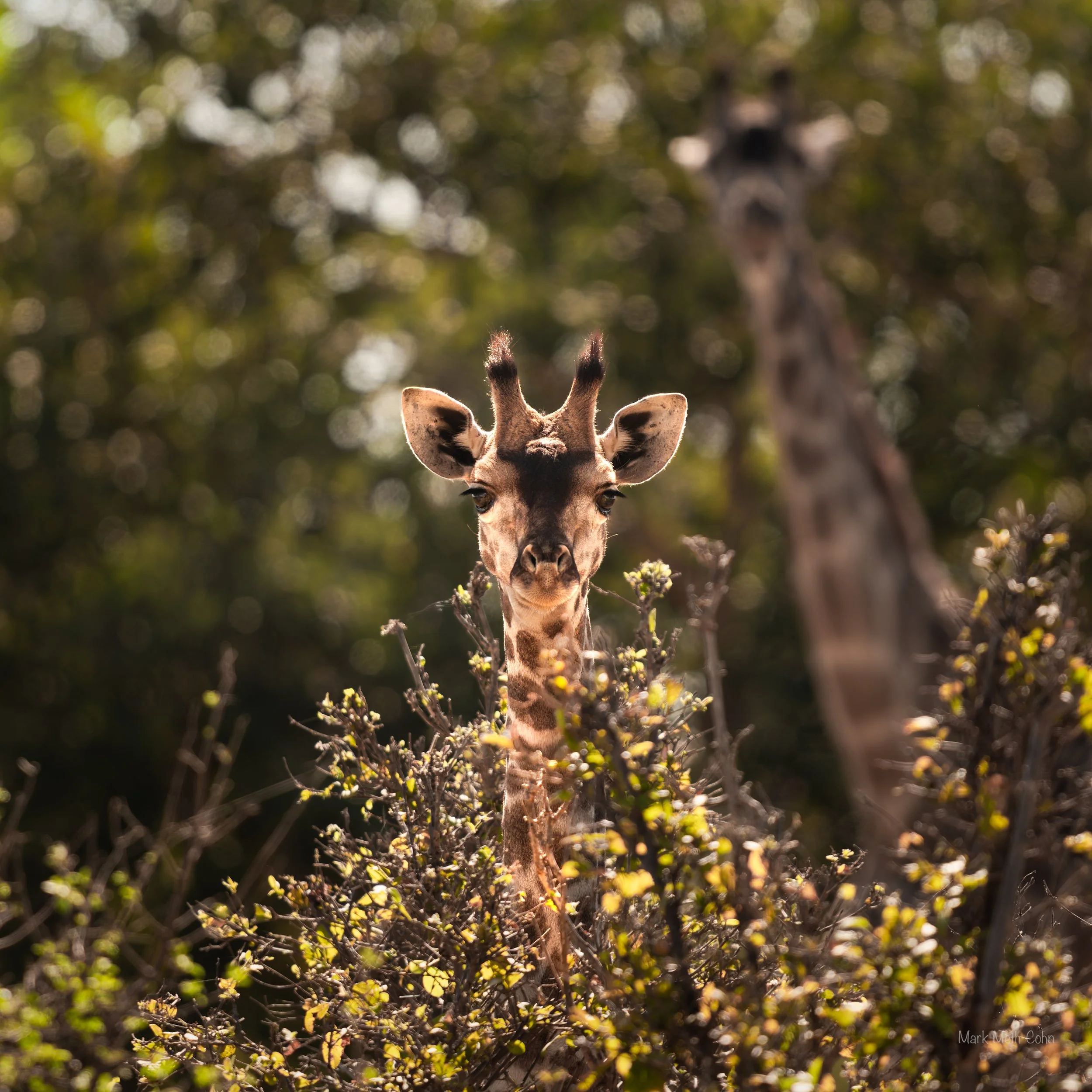 Botswana (16 of 26).jpg