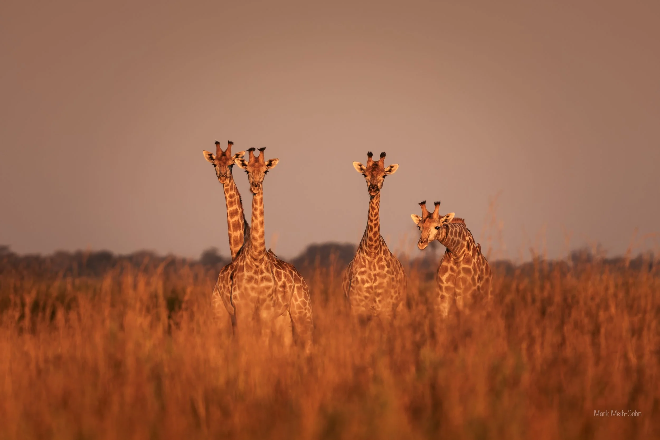 Botswana (17 of 26).jpg