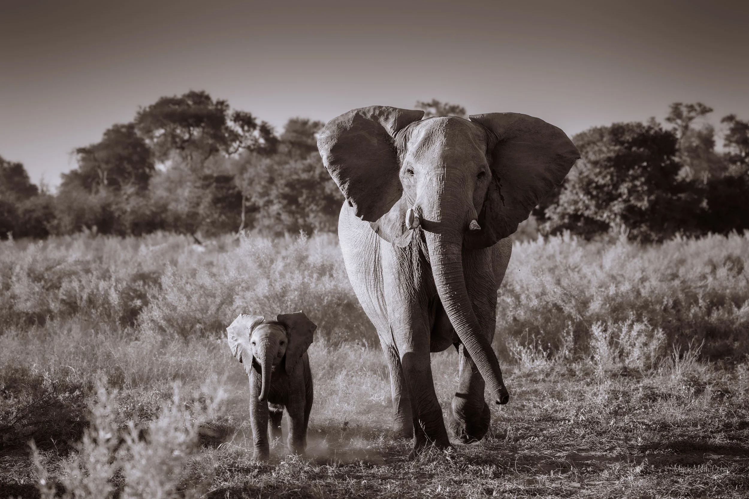Botswana (18 of 26).jpg