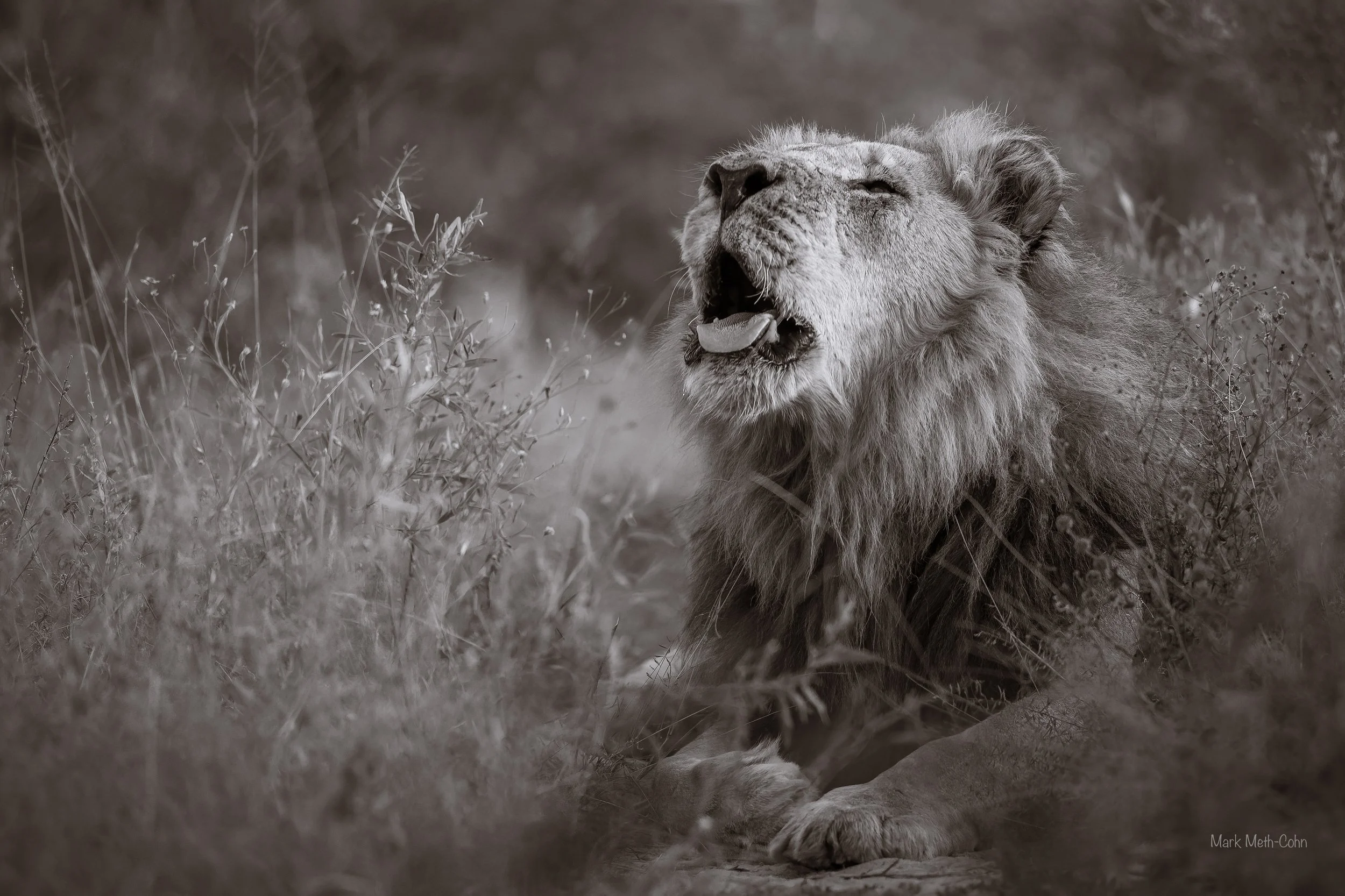 Botswana (24 of 26).jpg