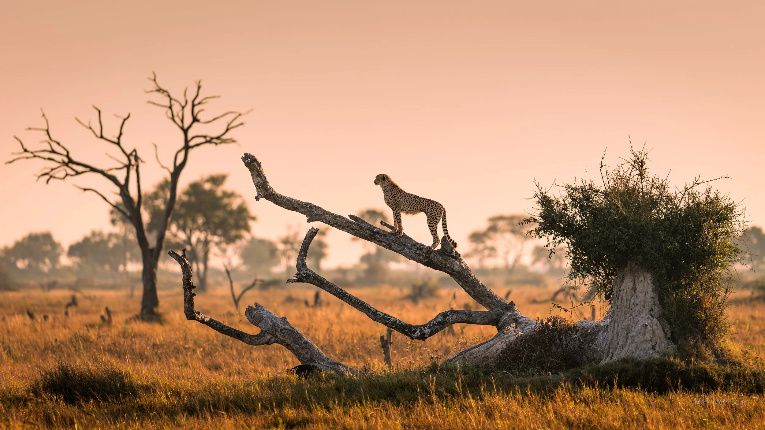Botswana (25 of 26).jpg