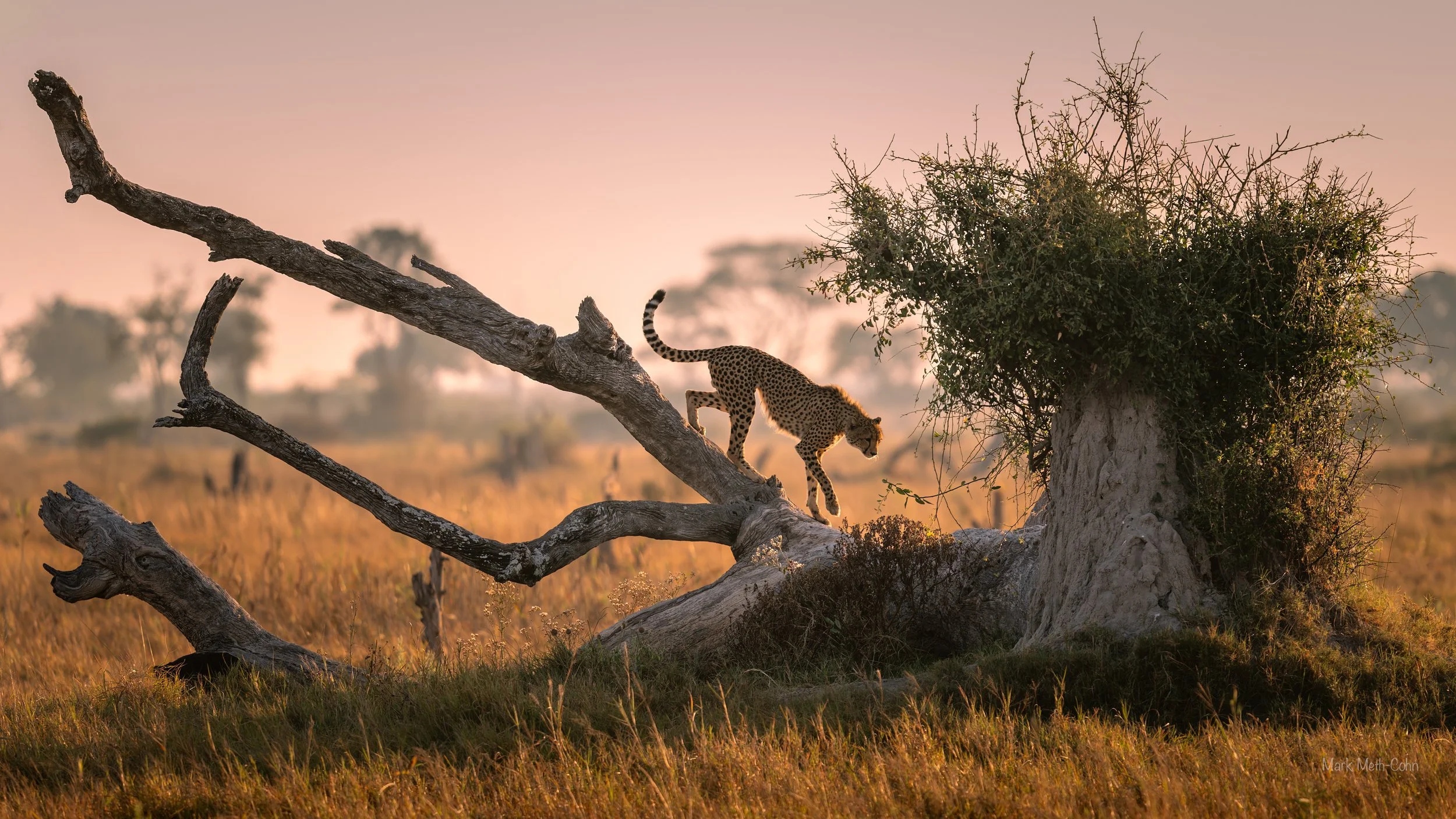 Botswana (26 of 26).jpg