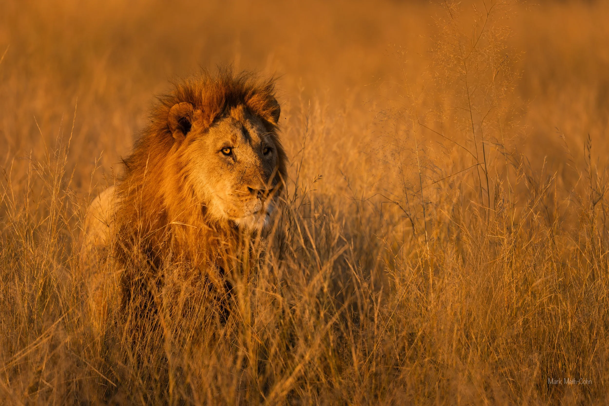 Botswana (11 of 26).jpg