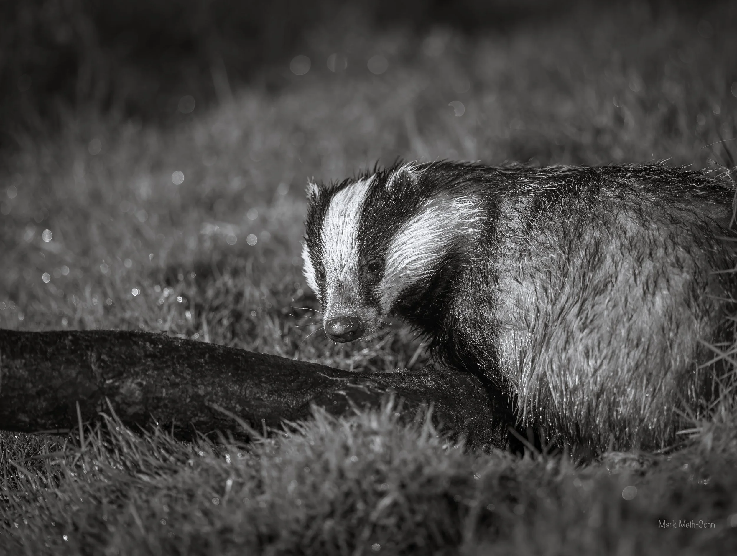 RSPB Haweswater - 6 of 6.jpeg