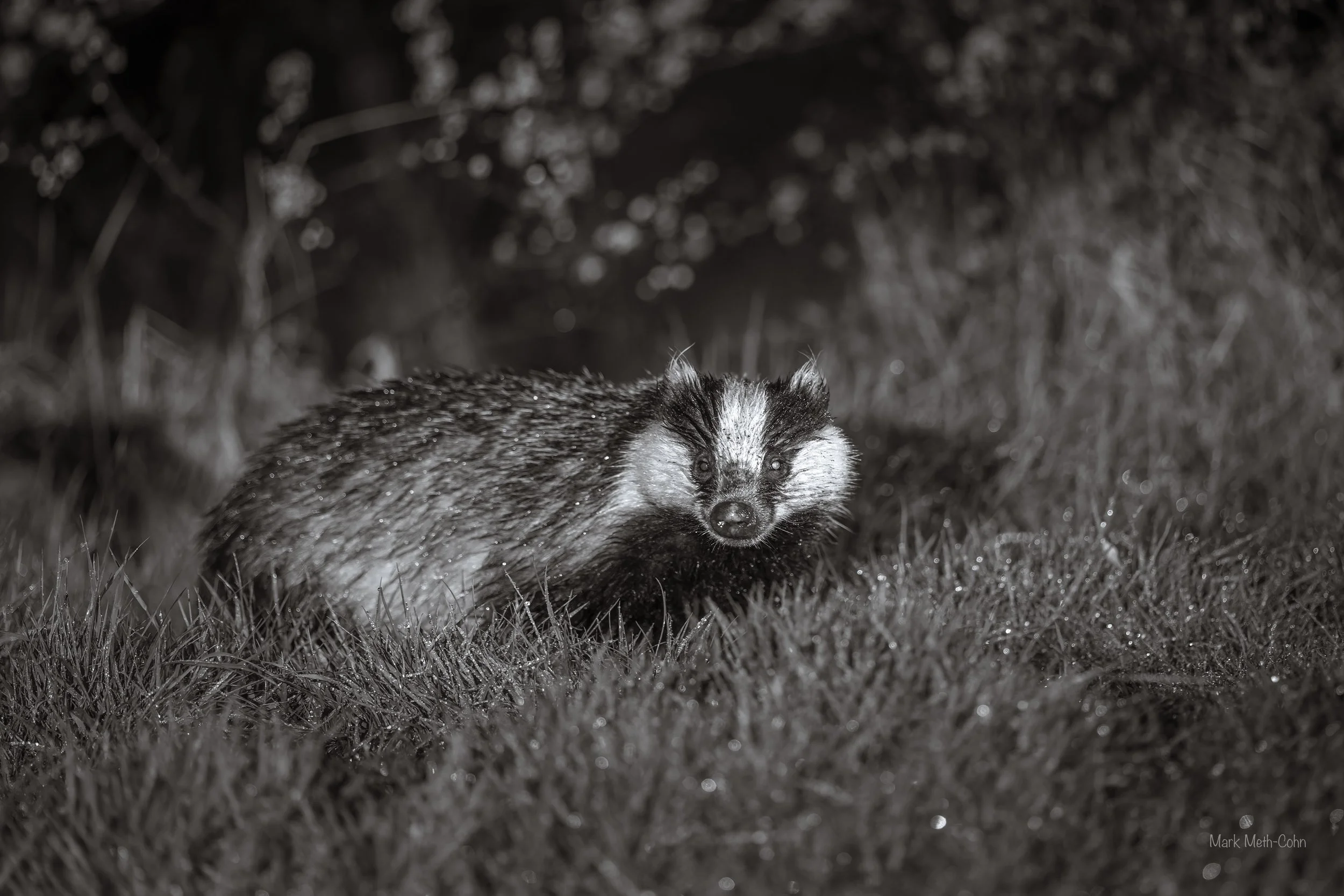 RSPB Haweswater - 5 of 6.jpeg