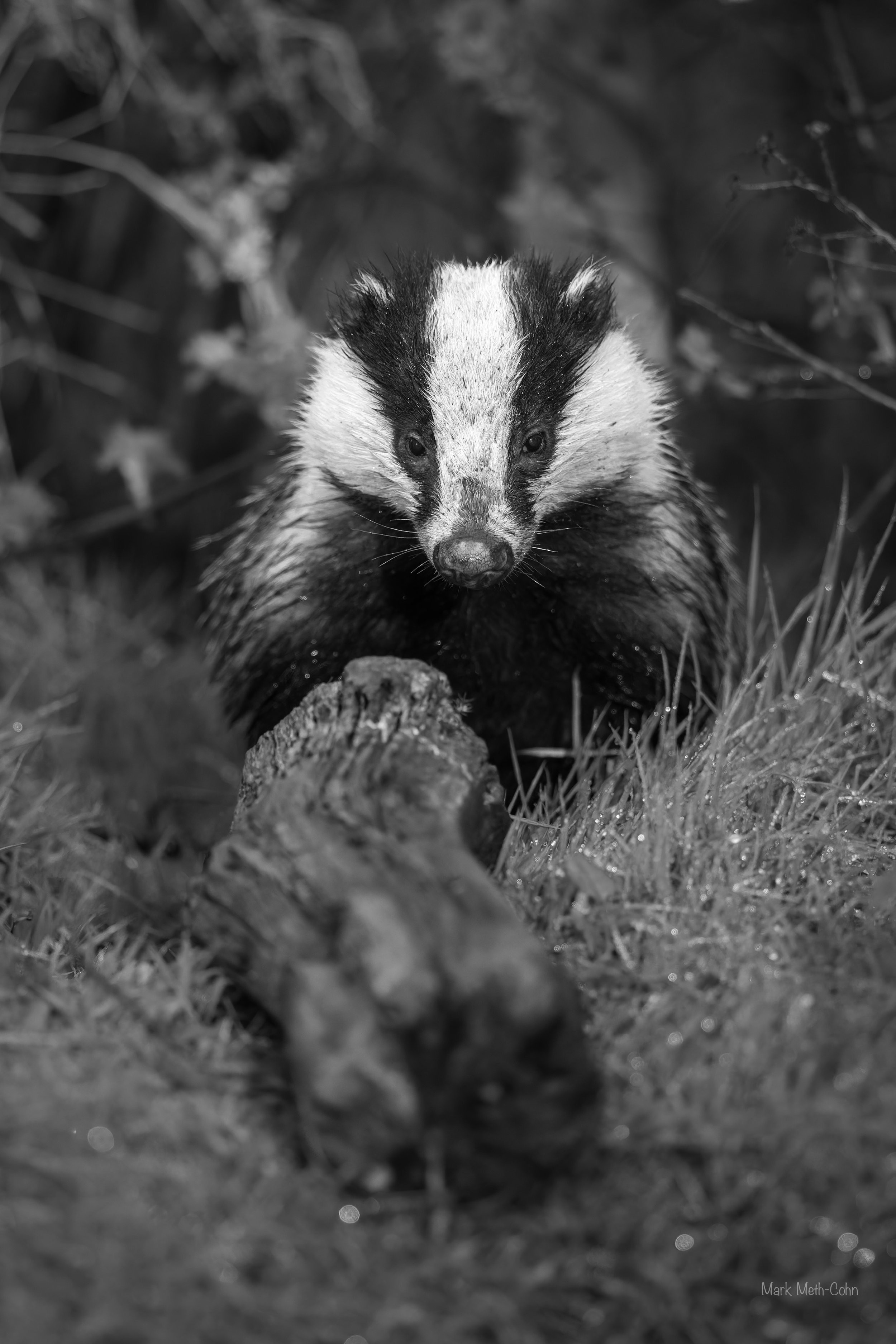 RSPB Haweswater - 4 of 6.jpeg