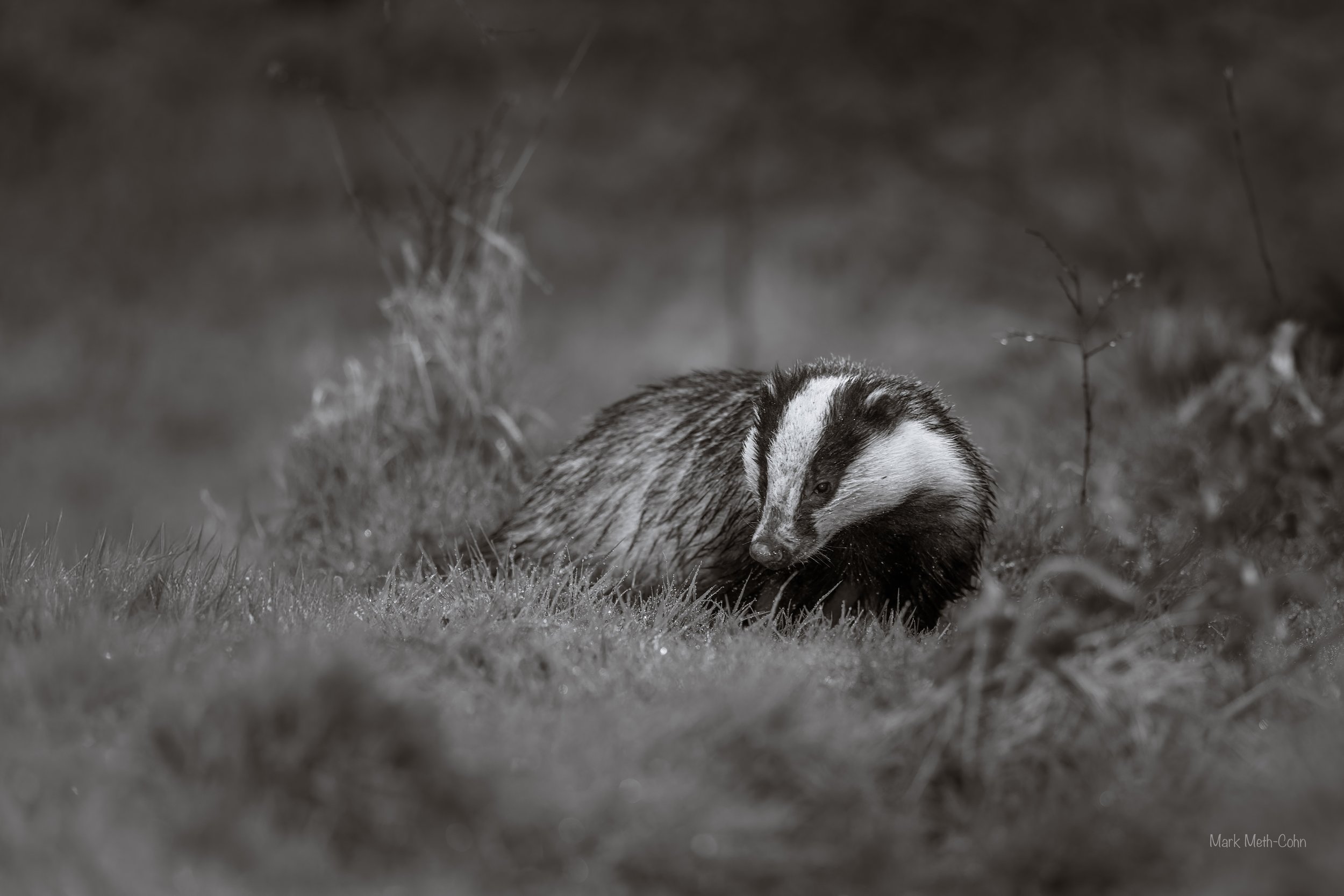 RSPB Haweswater - 3 of 6.jpeg
