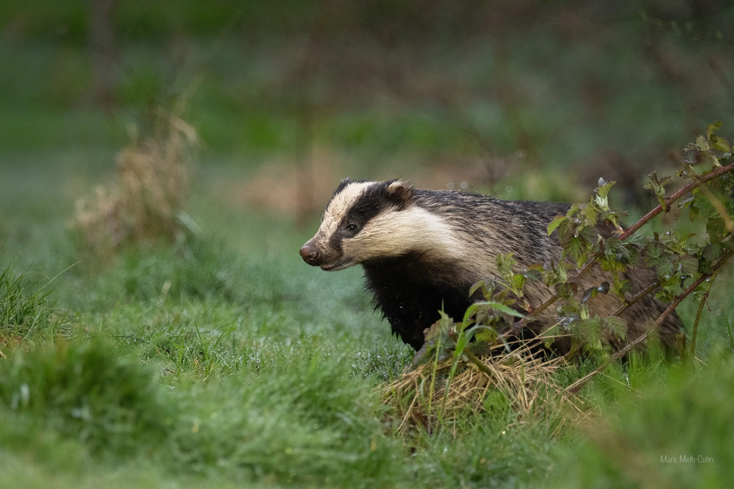 RSPB Haweswater - 2 of 6.jpeg