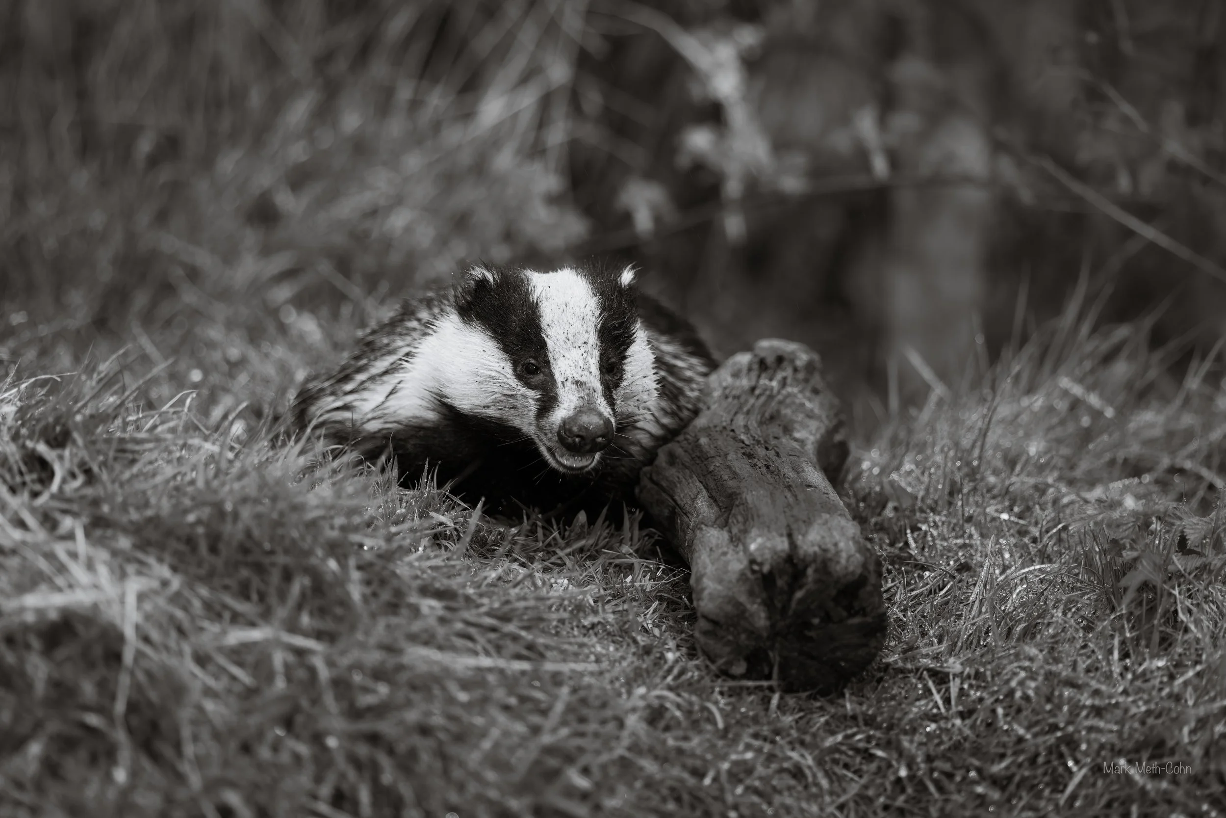 RSPB Haweswater - 1 of 6.jpeg