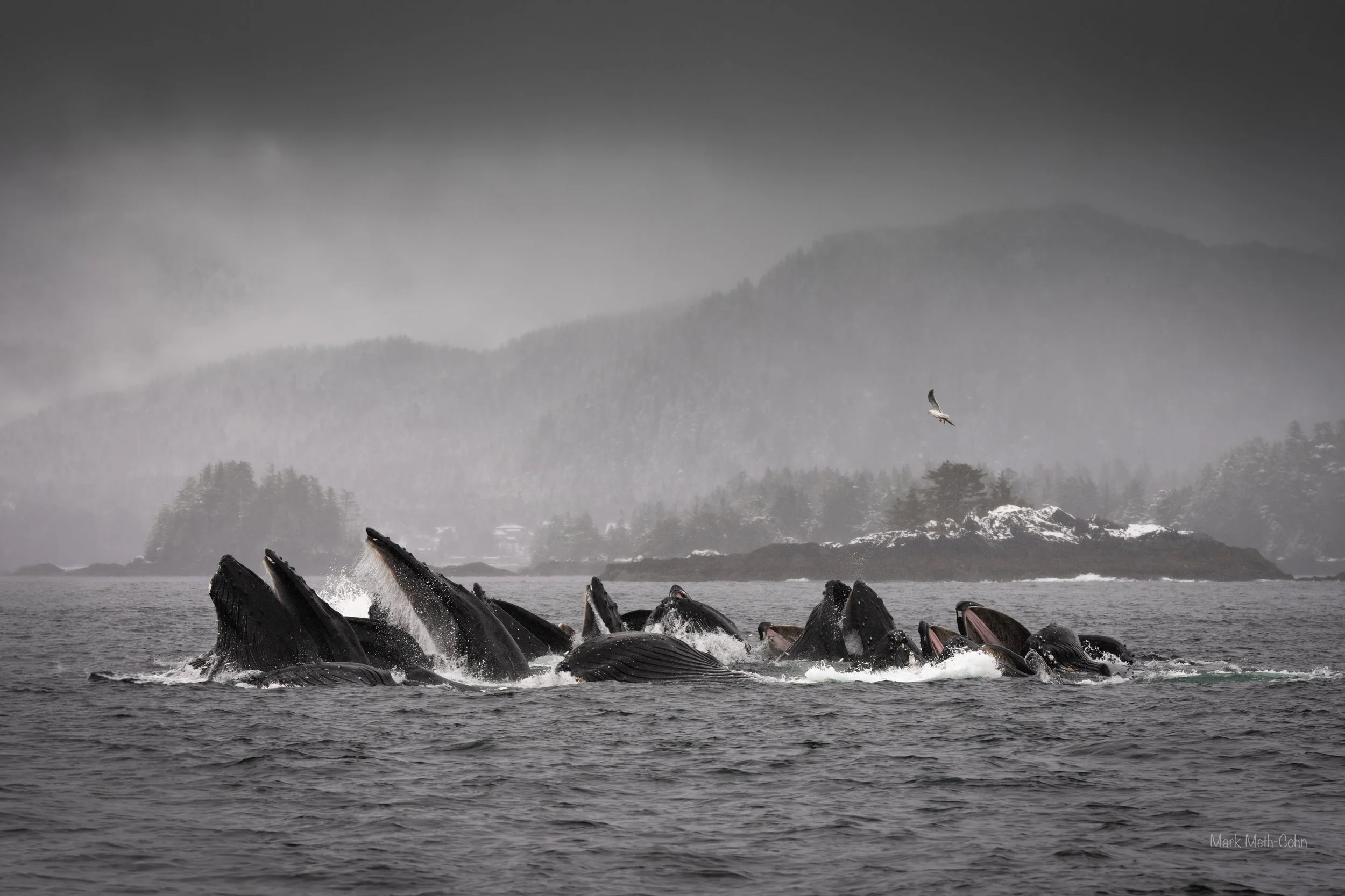 Alaska (27 of 32).jpg
