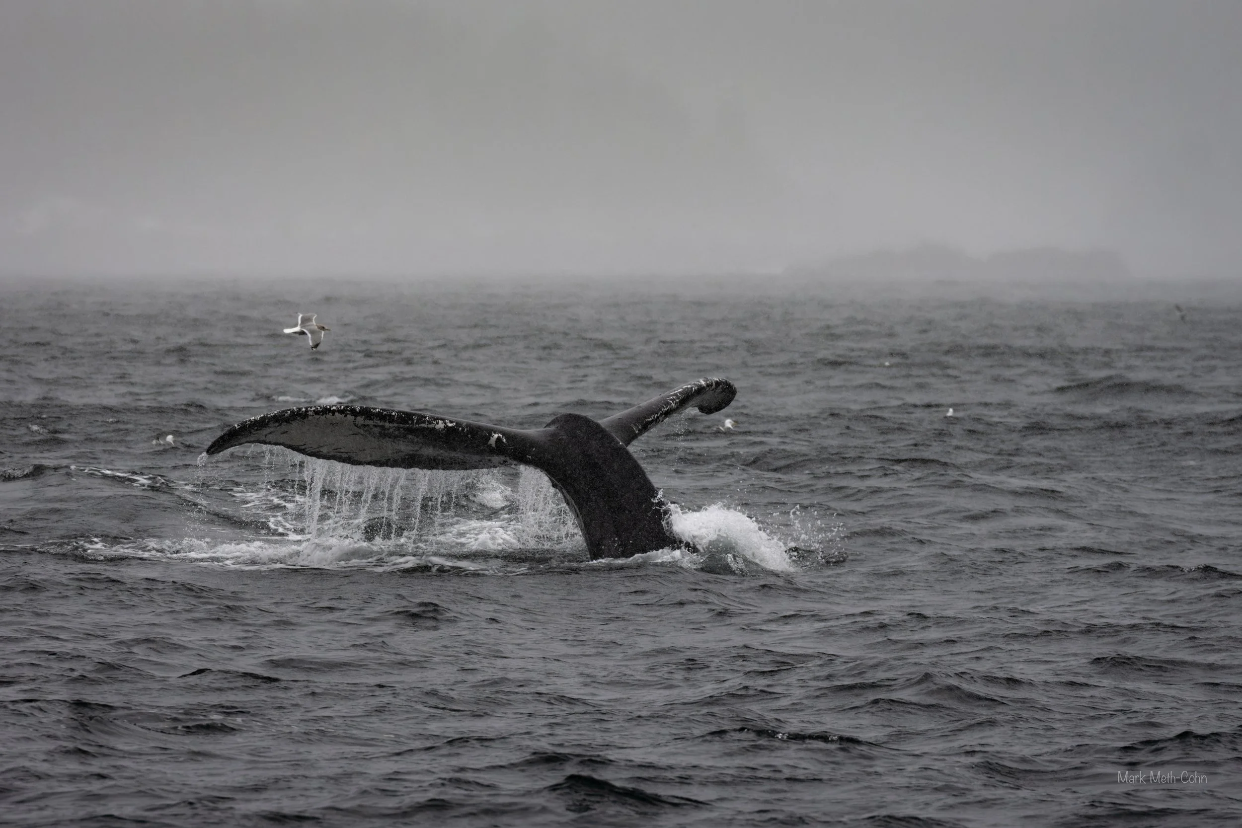 Alaska (26 of 32).jpg