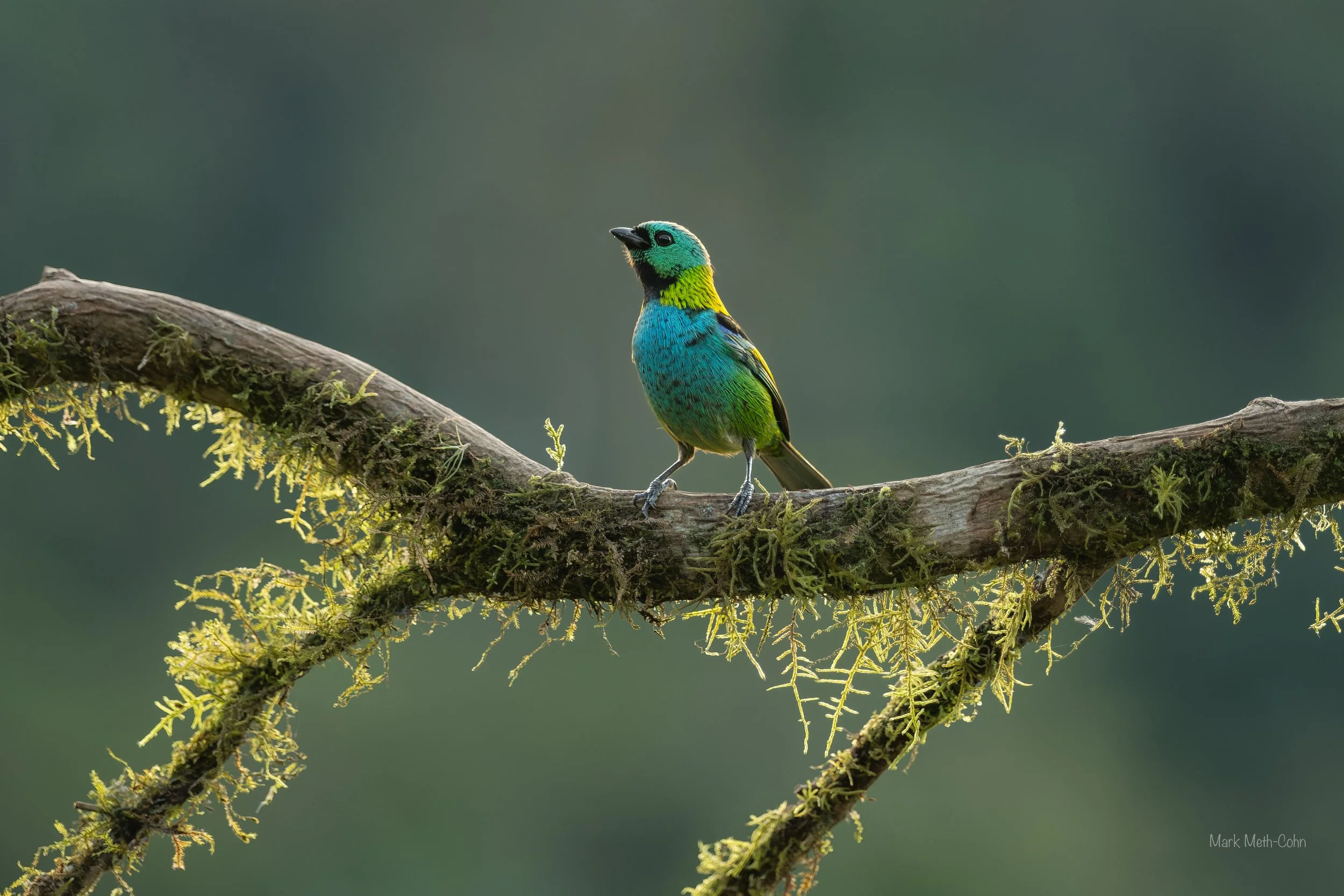 Brazil (6 of 15).jpg