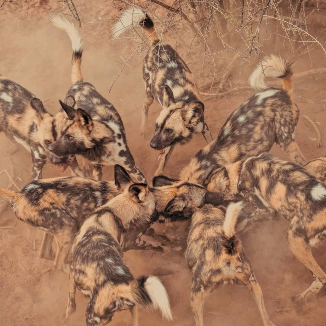 Perhaps it would be prudent to just volunteer as our meal for the day after all we do have a hunting success rate of up to 90% 🐺😎 #igotstamina #painteddogsofafrica #endangeredspecies 
#myzulustory #conscioustravel