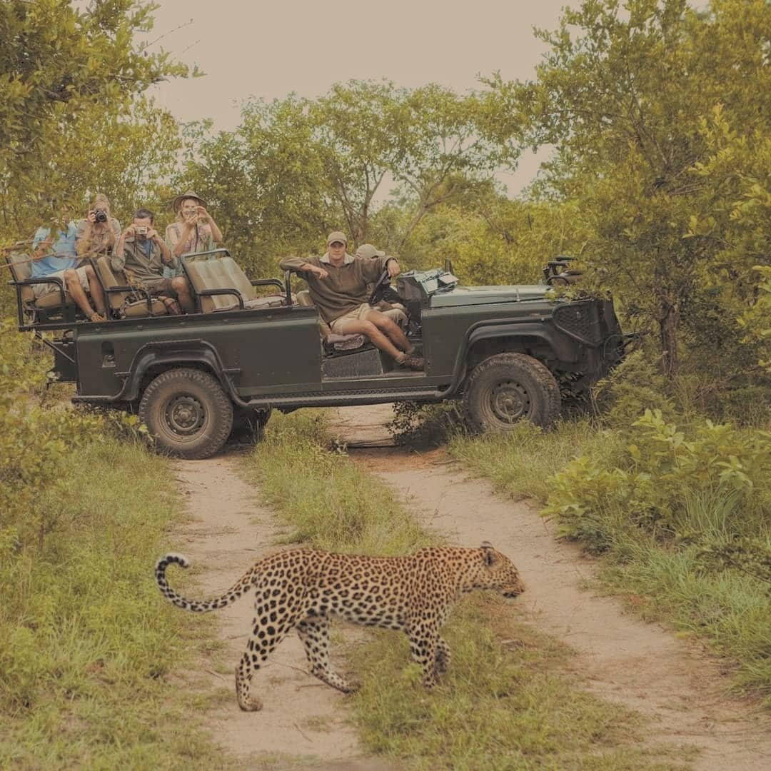 Game Drive Star Rating 🐗 - You will see this animal around every corner
🦓 - Don't stop too long, you'll see it again
🦒🐃 - Stop and have a cup on tea while you watch it
🦏🐘 - Put down your tea, this is a special sighting
🐅🐆🦁 - Slam your break 