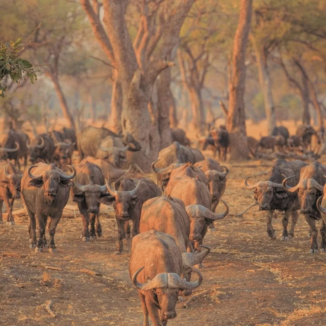 While they might resemble cattle, they are not. It's really not and it's not an oversight including the buffalo as one of Africa's Big 5.

There's a whole host of reasons why they are considered so dangerous but for me the biggest one is that they gi